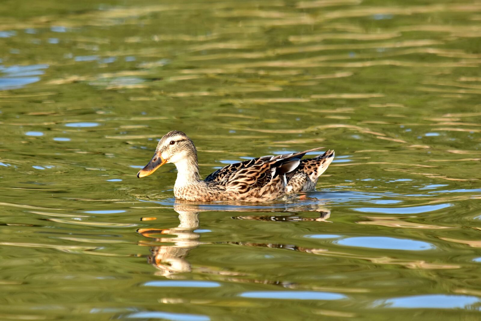 Nikon D5500 sample photo. Duck, natural habitat, ornithology photography