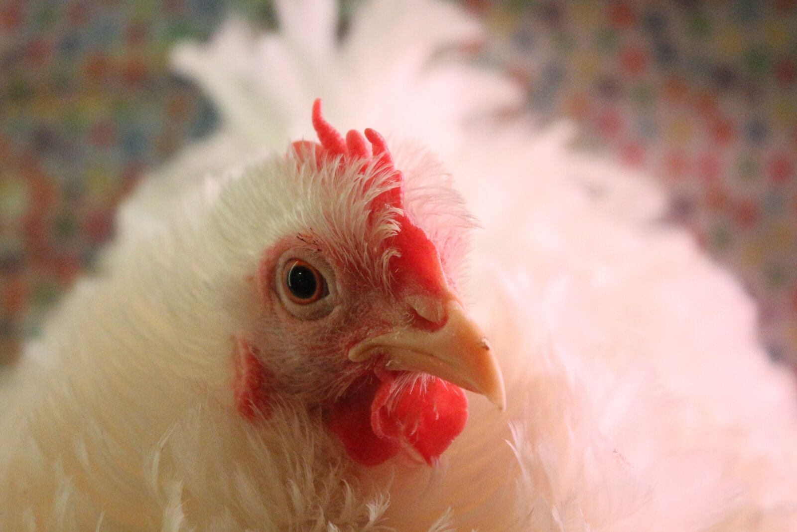 Canon EF-S 18-55mm F3.5-5.6 IS sample photo. Chicken, hen, curly photography