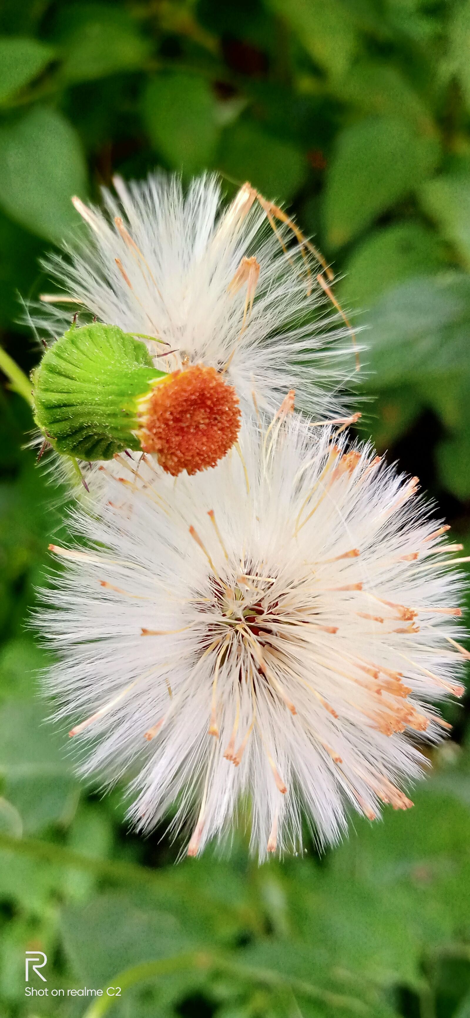 Realme C2 sample photo. Feather, white, flowers photography