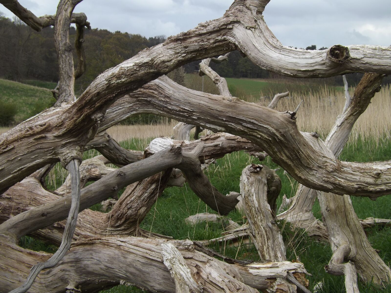 Fujifilm FinePix S4200 sample photo. Tangled, branches, log photography