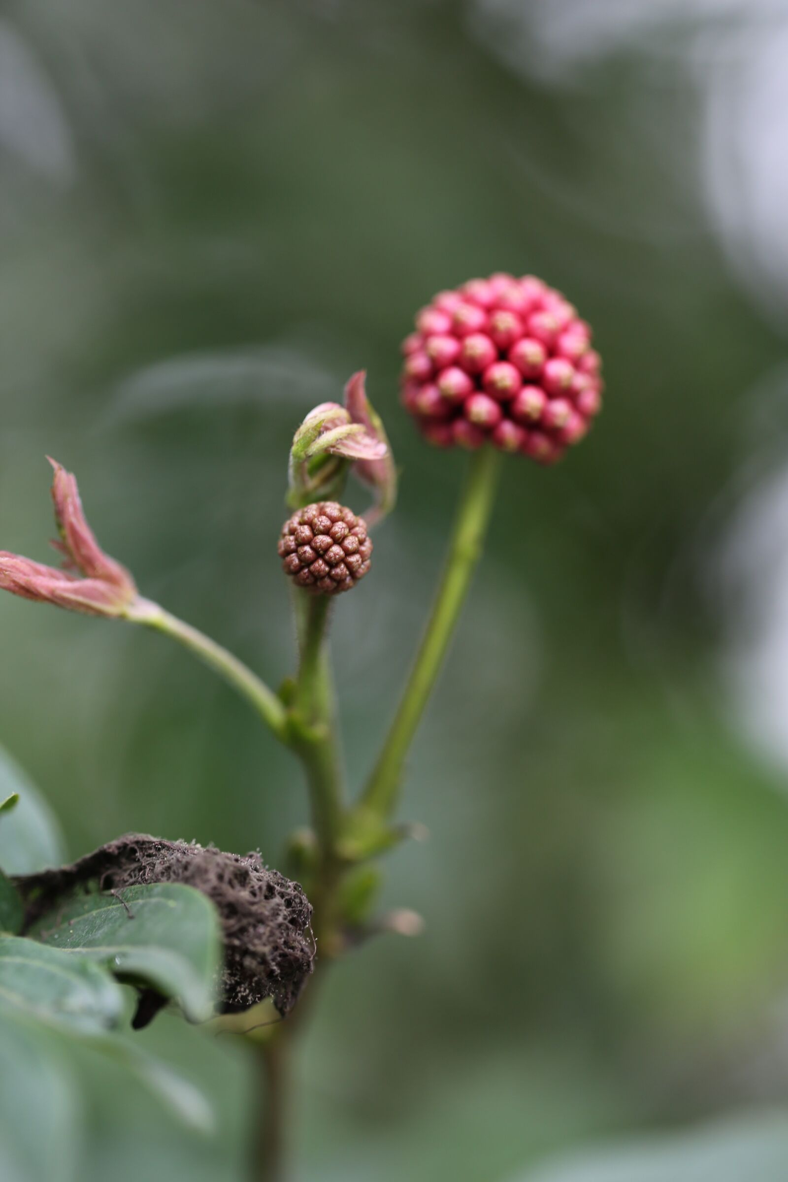 Canon EF 100mm F2.8L Macro IS USM sample photo. Flower, red, spring photography