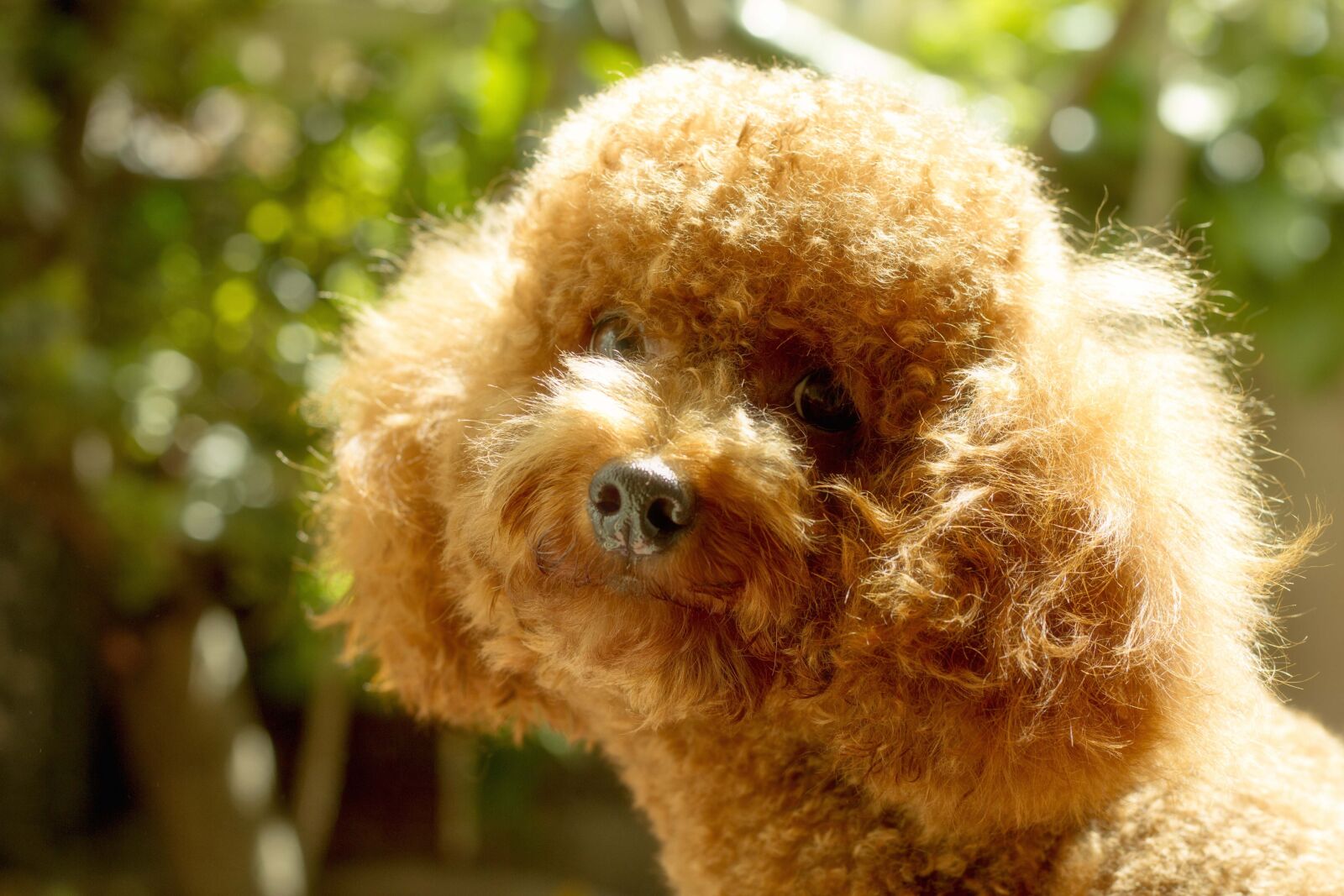 Canon EOS 7D + Canon EF 50mm F1.8 STM sample photo. Poodle, dog poodle photography