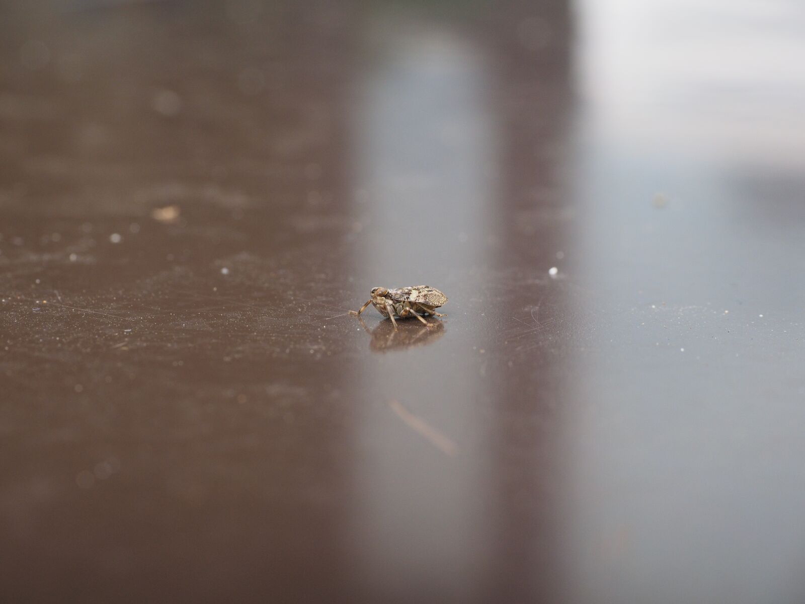 Olympus OM-D E-M1 + Olympus M.Zuiko Digital ED 12-40mm F2.8 Pro sample photo. Issus coleoptratus, insect, cicada photography