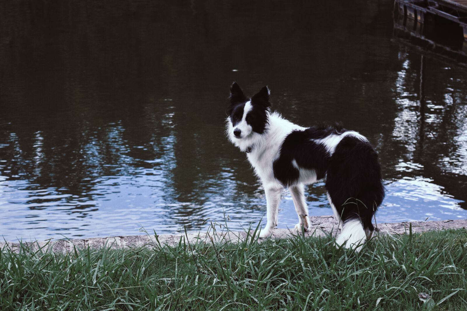 Nikon D3300 sample photo. Border, collie, collie, dog photography