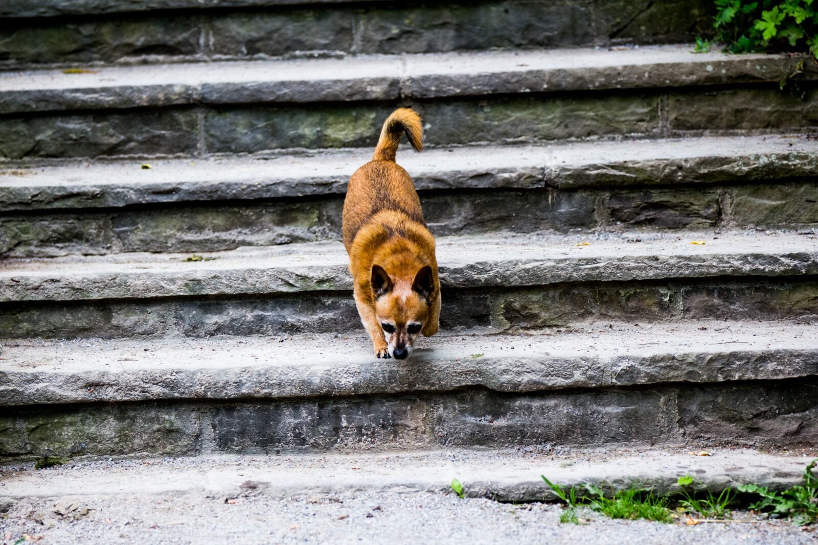 Canon EOS 60D + Canon EF 70-200mm F2.8L IS II USM sample photo. Dog, stairs, pet photography
