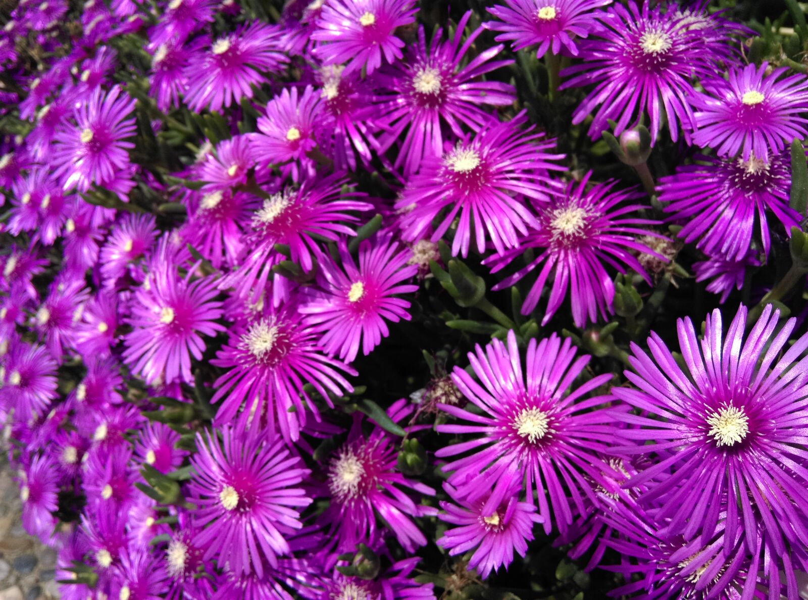 HTC DESIRE 816 sample photo. Flowers, flower, 꽃 photography