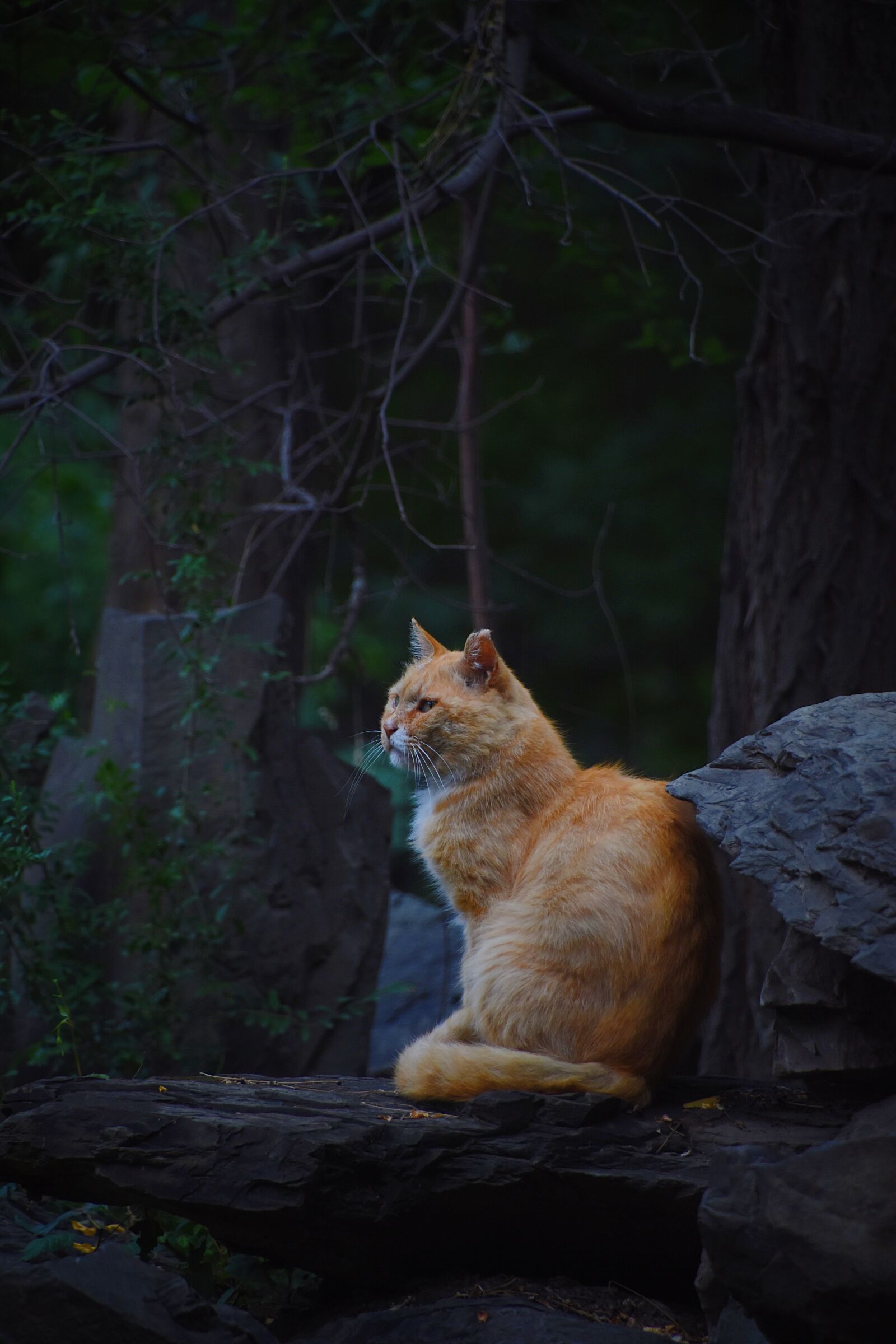 Nikon D7200 sample photo. Cat, animal, sleep photography