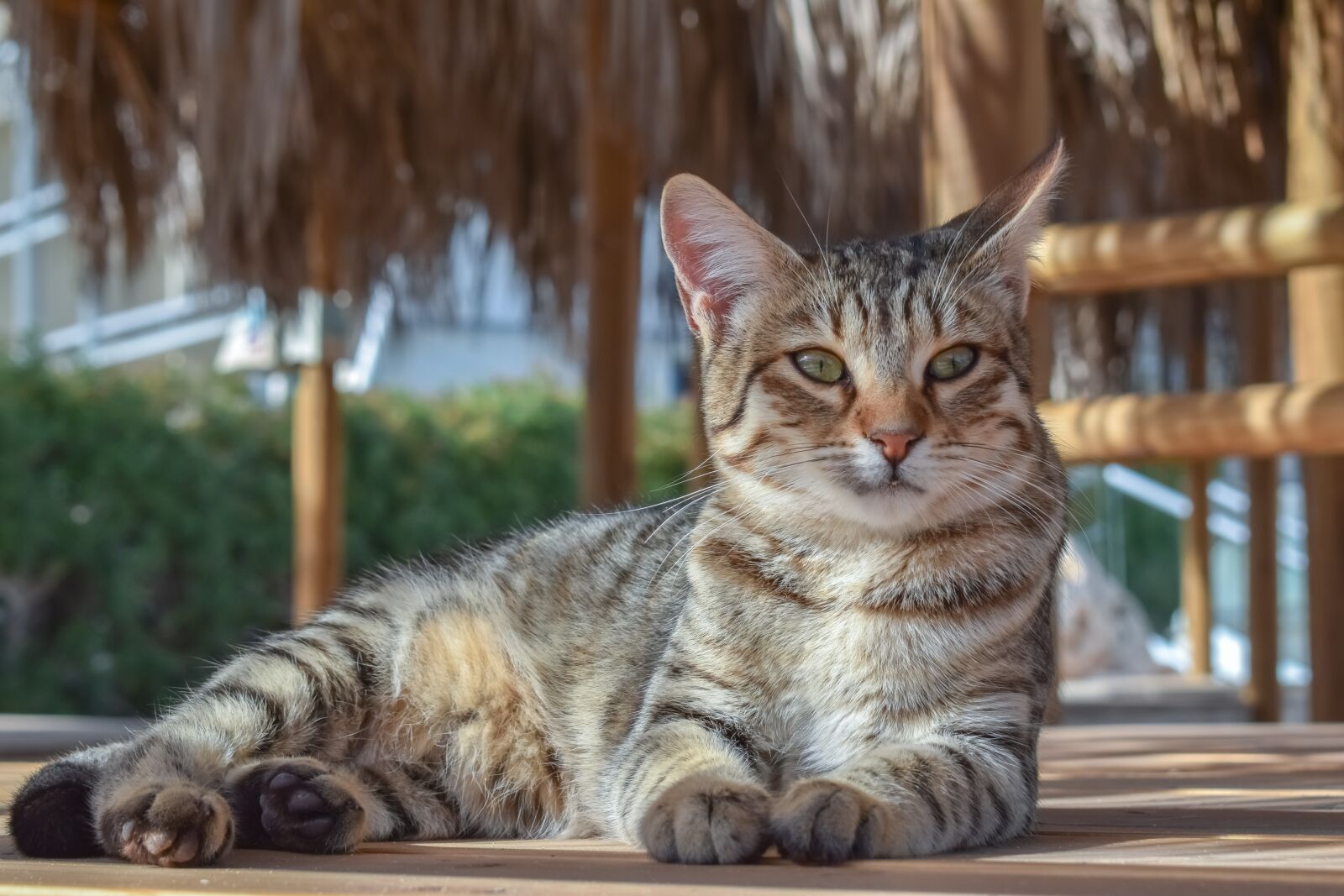 Nikon D3300 sample photo. Cat, stray, resting photography