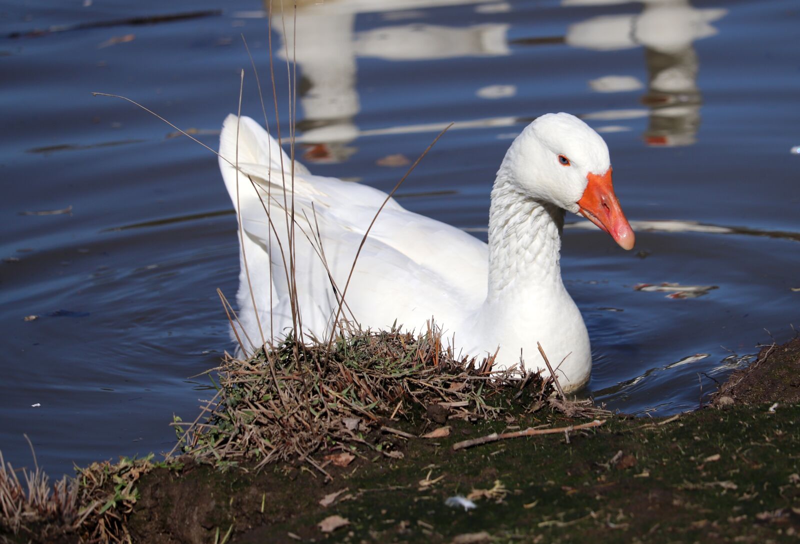 Canon EF-S 55-250mm F4-5.6 IS STM sample photo. Goose, bird, poultry photography