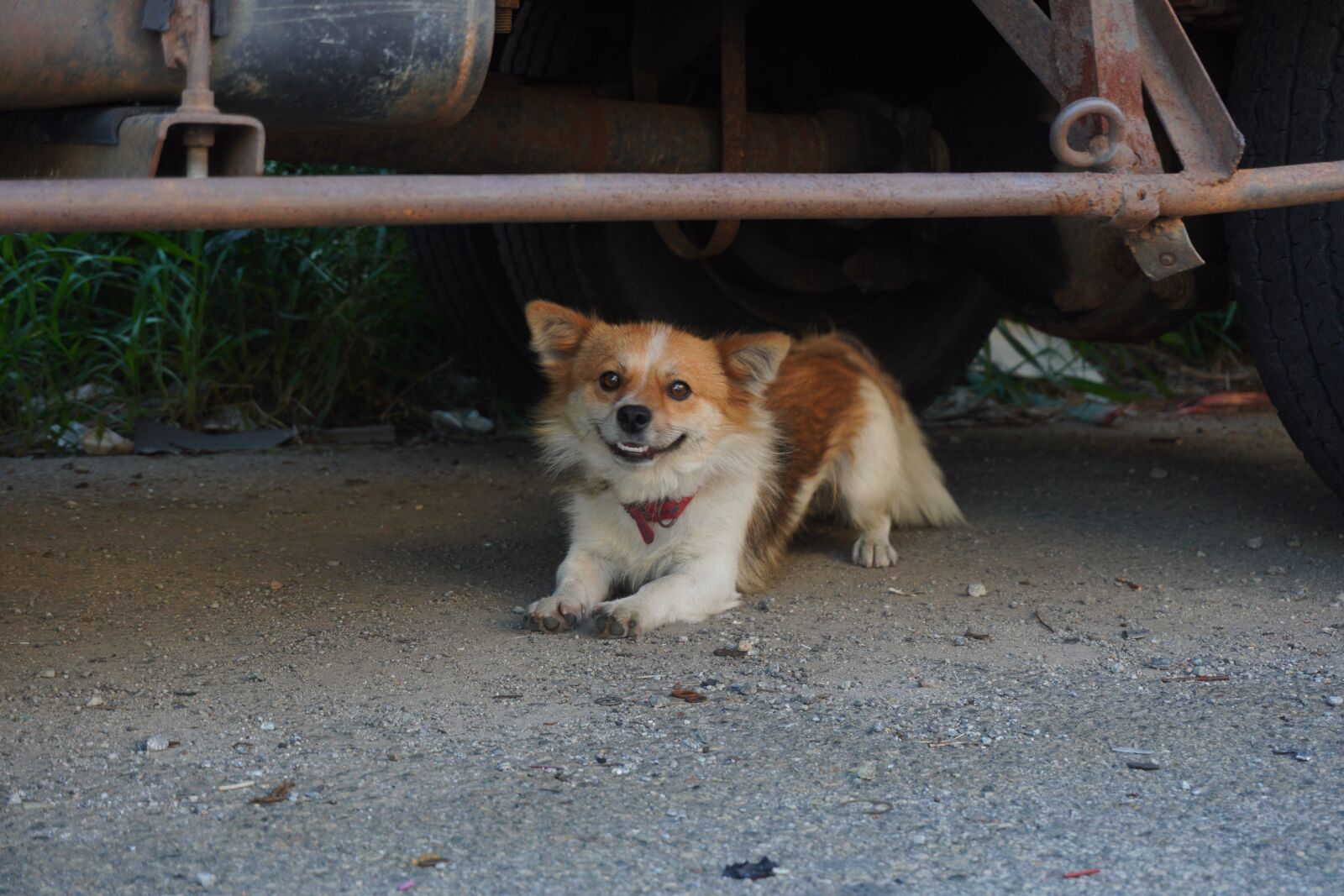 Sony a6400 sample photo. Puppy, dog, pet photography