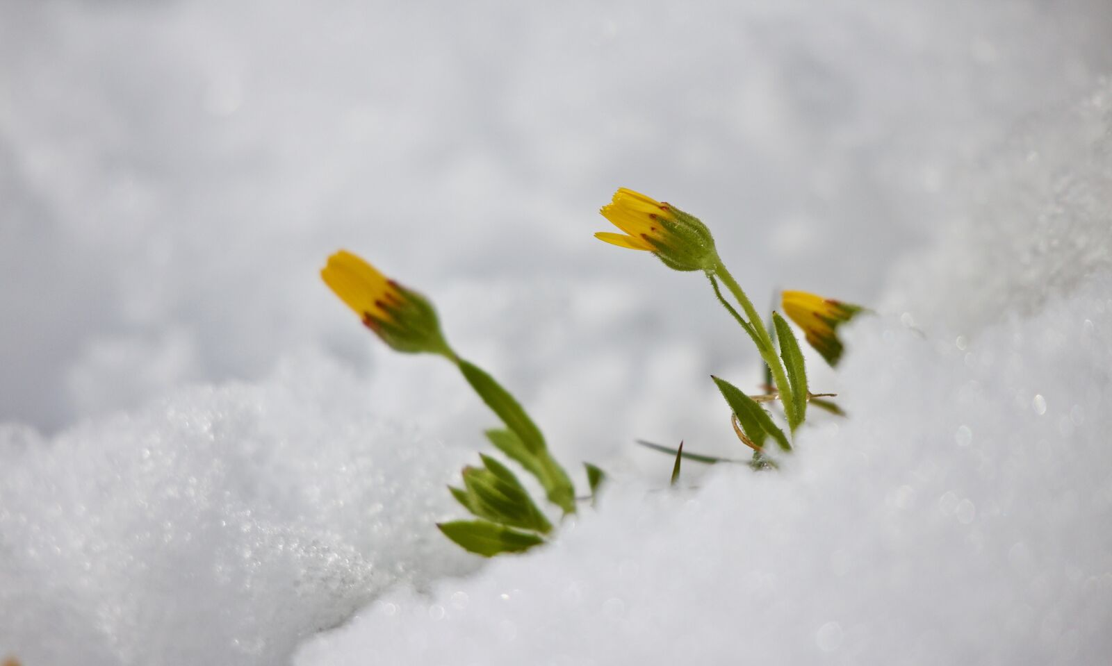 Canon EOS M sample photo. Snow, floret, winter photography