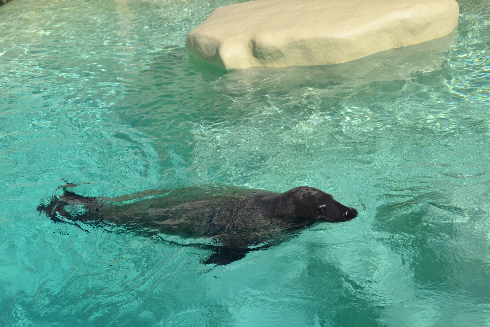 Nikon D3100 sample photo. Seal, animal, water photography