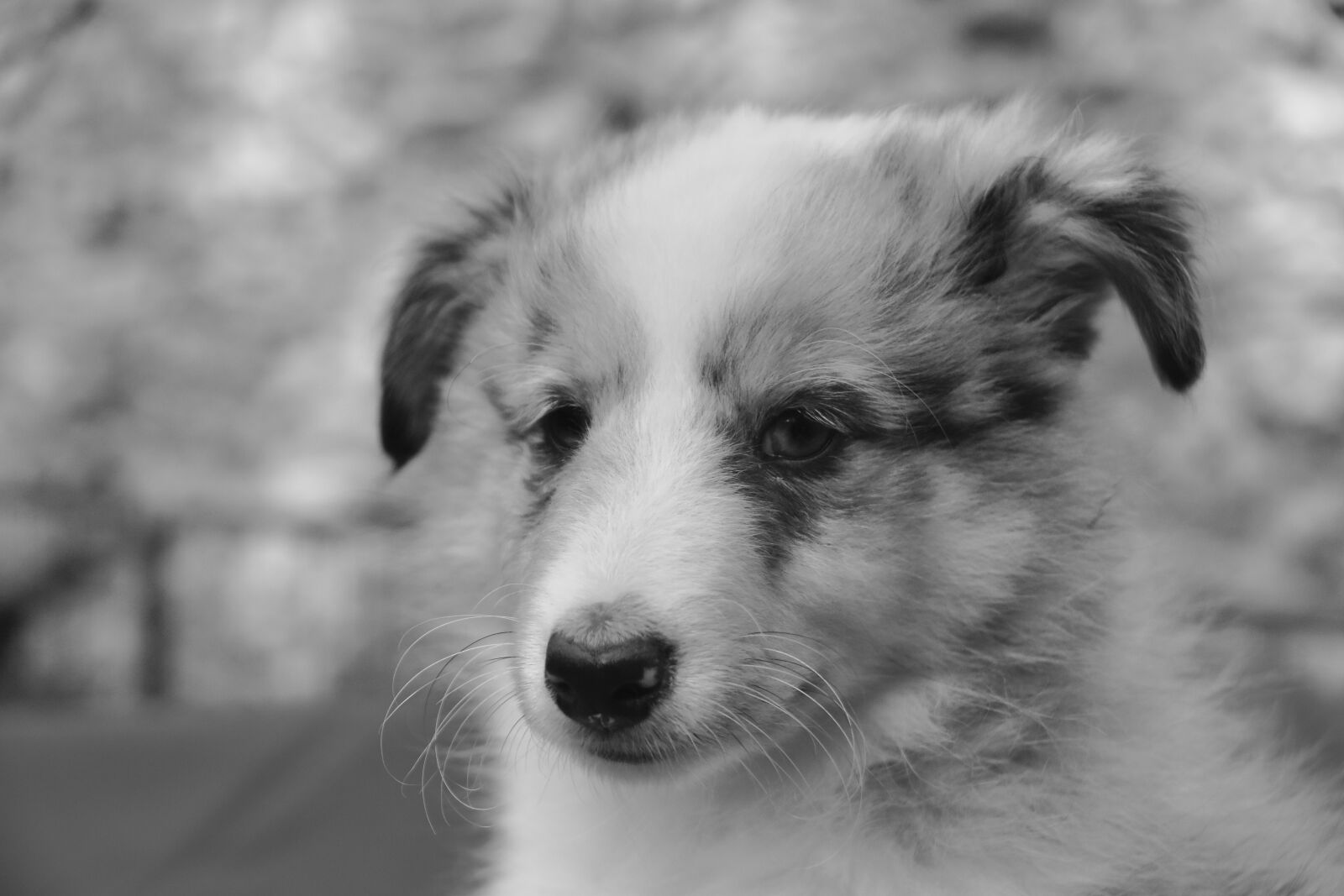 Nikon D5600 sample photo. Dog, pup, puppy photography