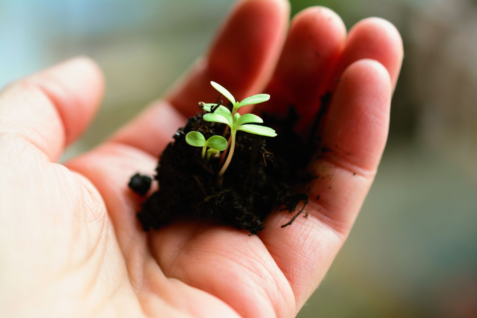 Nikon D5200 sample photo. Plant, sow, grow photography