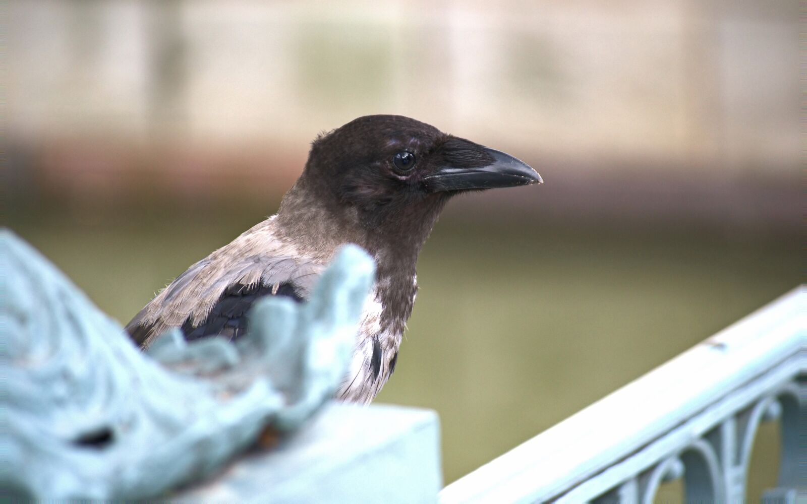 Nikon D3100 sample photo. Bird, crow, plumage photography