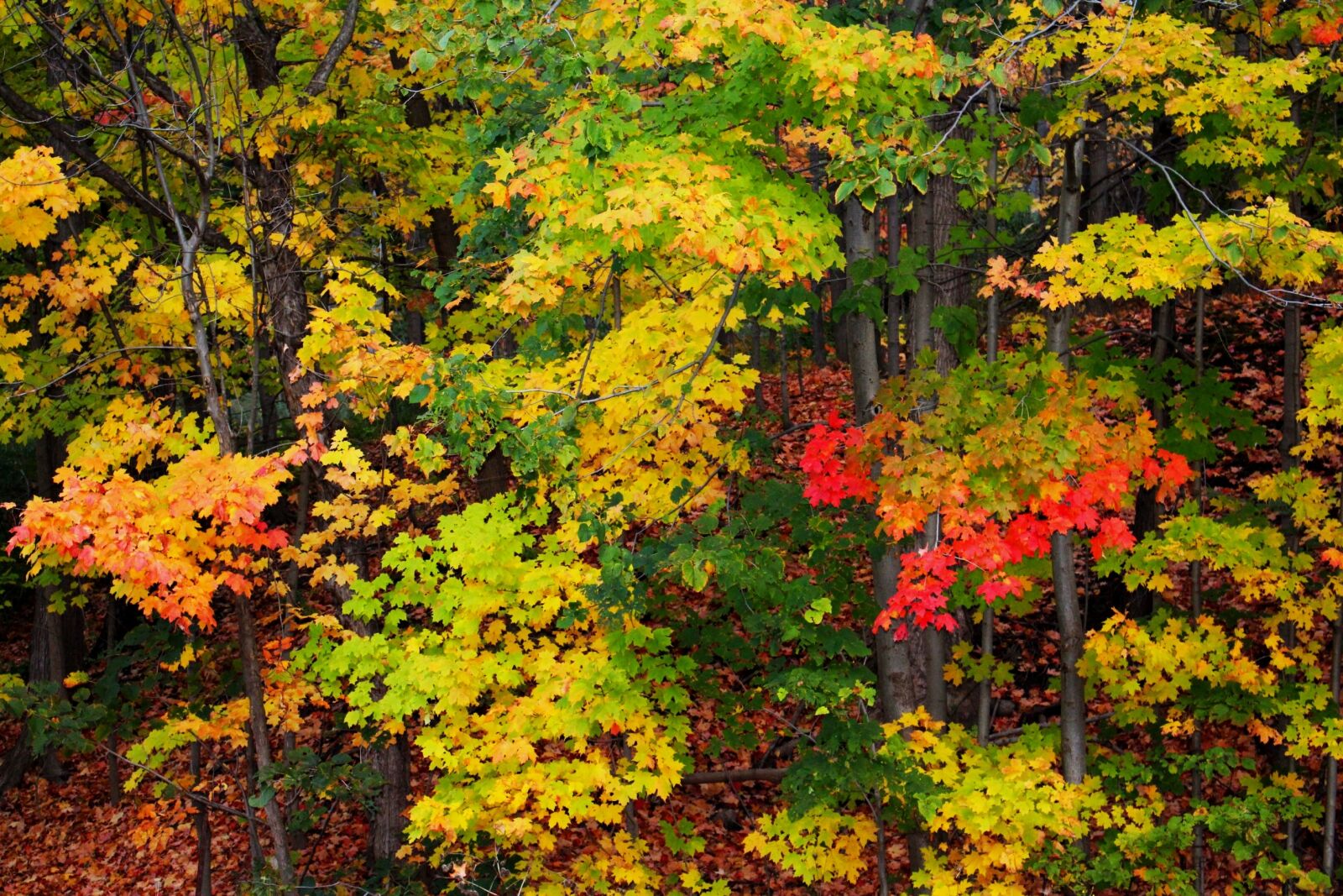 Canon EOS 700D (EOS Rebel T5i / EOS Kiss X7i) sample photo. View, autumn, tree photography