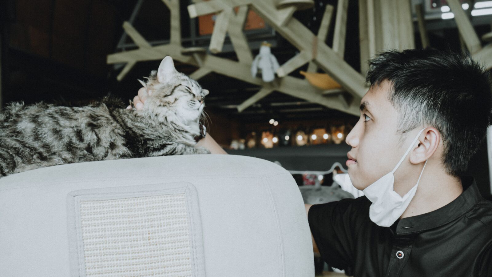 Sony E 35mm F1.8 OSS sample photo. Cat, animal, human photography