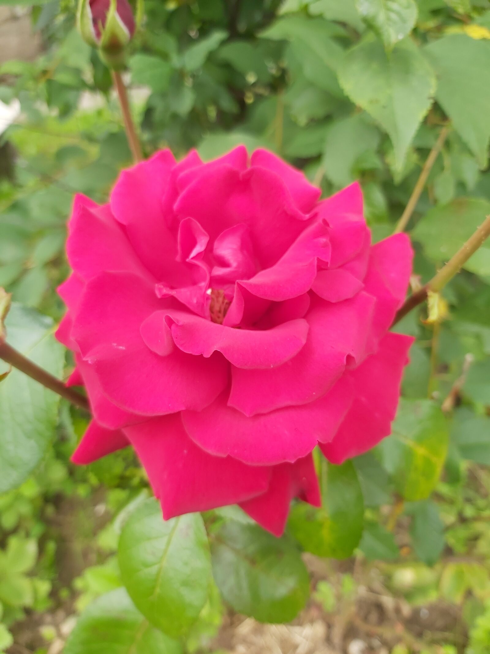 Samsung Galaxy A70 sample photo. Rose, red rose, red photography