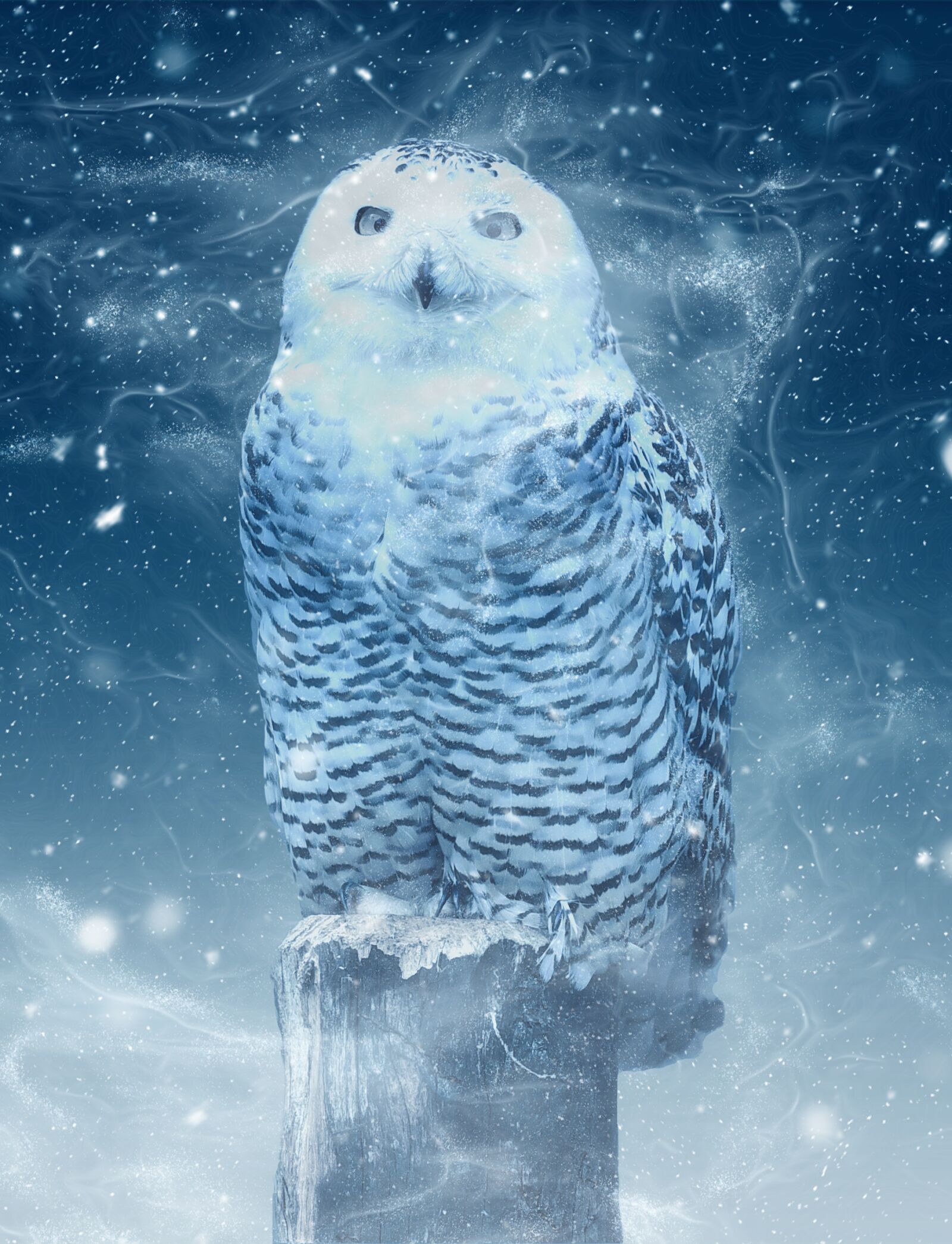 Nikon D750 sample photo. Snow owl, owl, barn photography