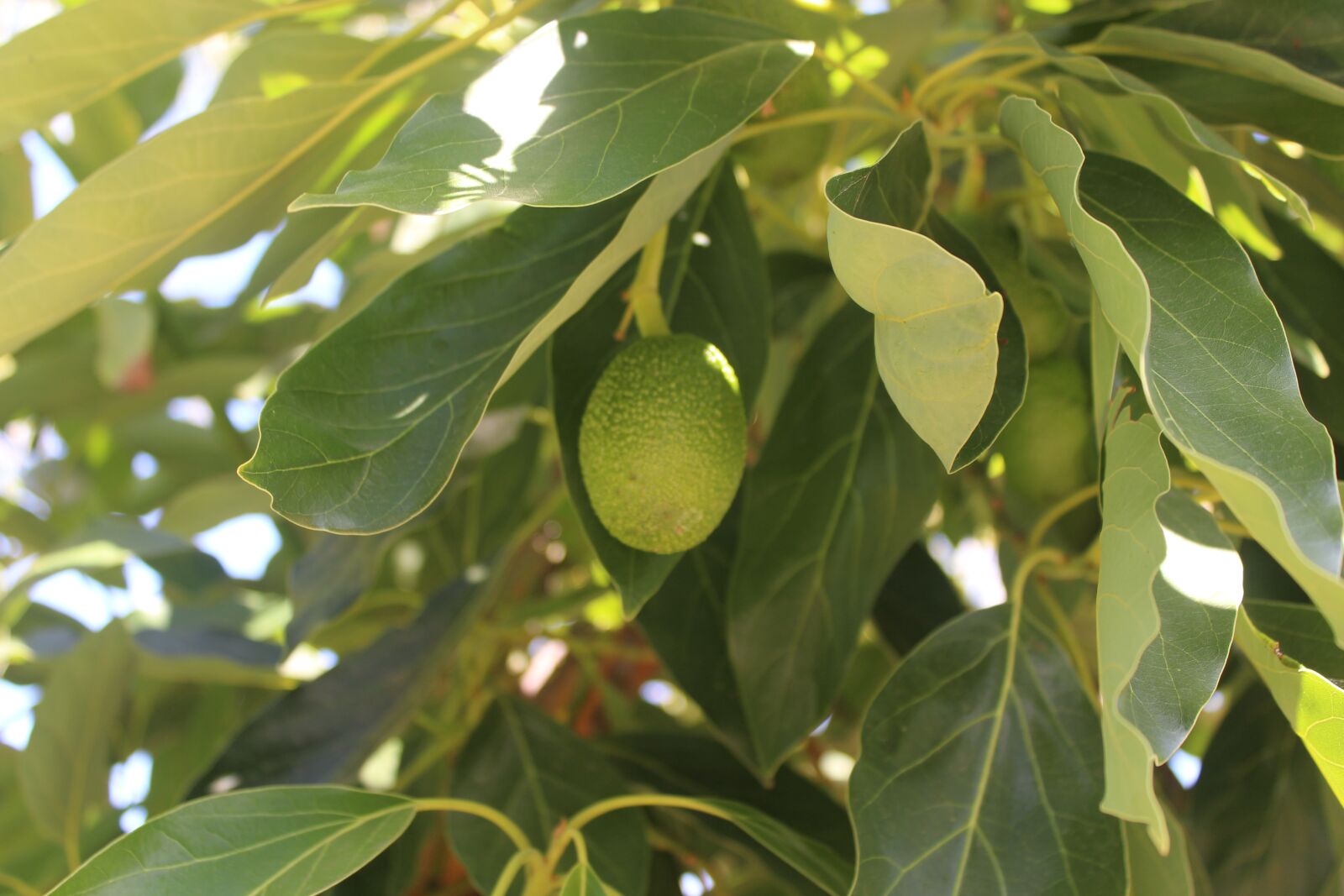 Canon EOS 1200D (EOS Rebel T5 / EOS Kiss X70 / EOS Hi) sample photo. Fruit tree, avocado, plant photography