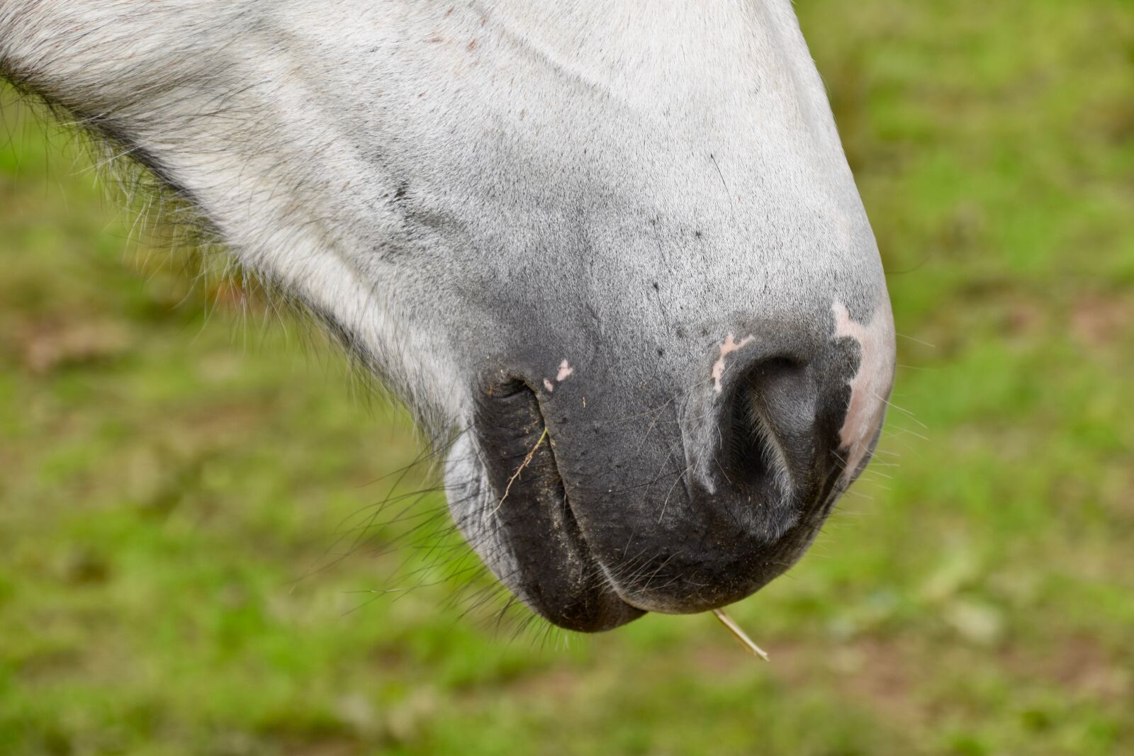 Nikon D5600 sample photo. Horse nostrils, nostril, horse photography