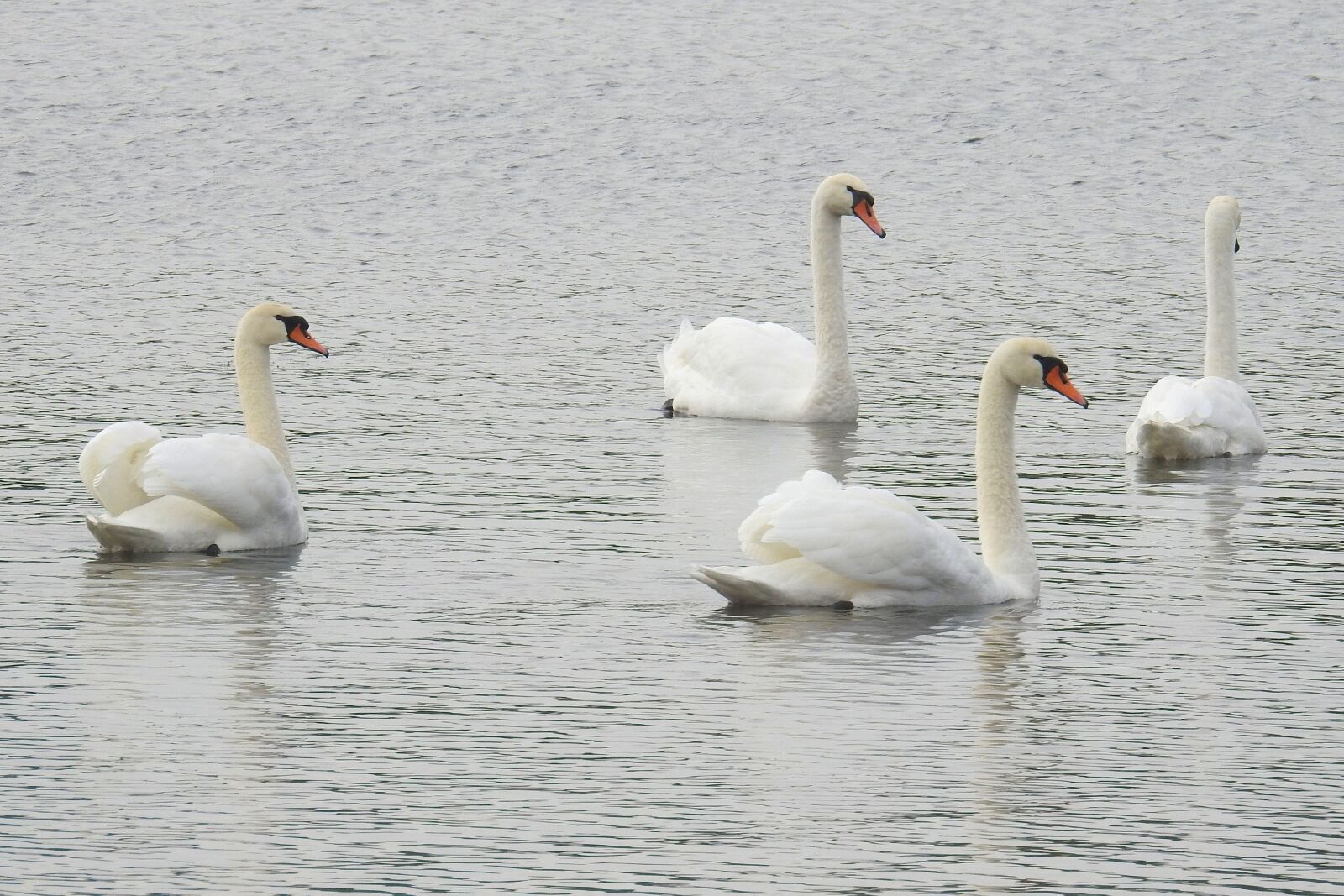 Nikon Coolpix P900 sample photo. Swans, mute swans, water photography
