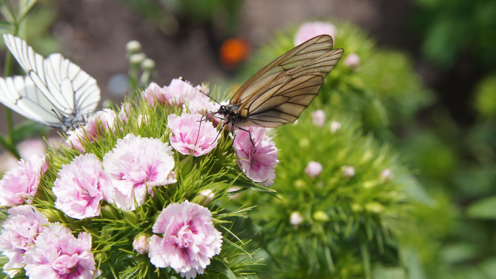 Sony SLT-A55 (SLT-A55V) sample photo. Dianthus, butterfly, aporia crataegi photography