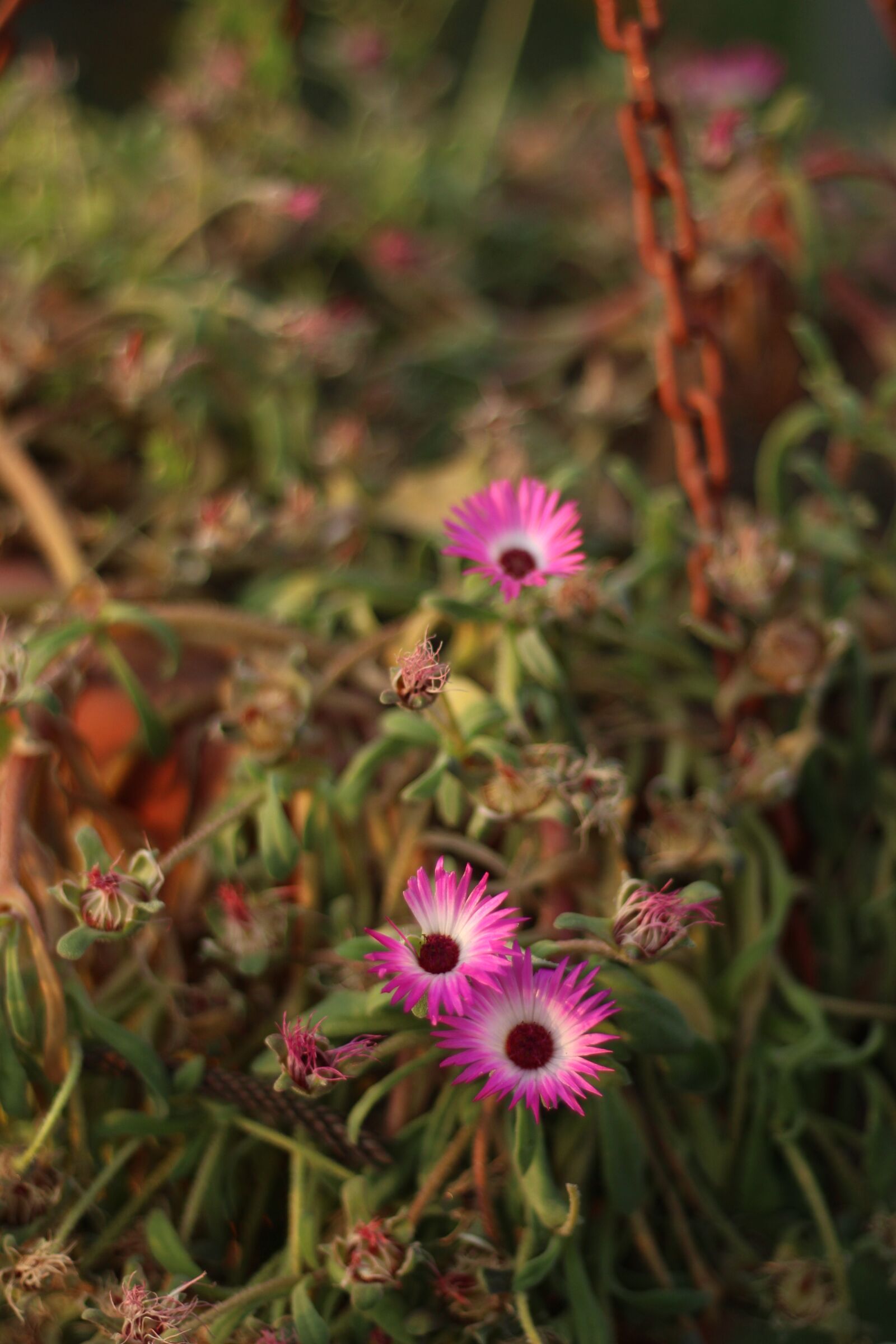 Canon EF 50mm F1.8 STM sample photo. Photo, pic, pixabay photography