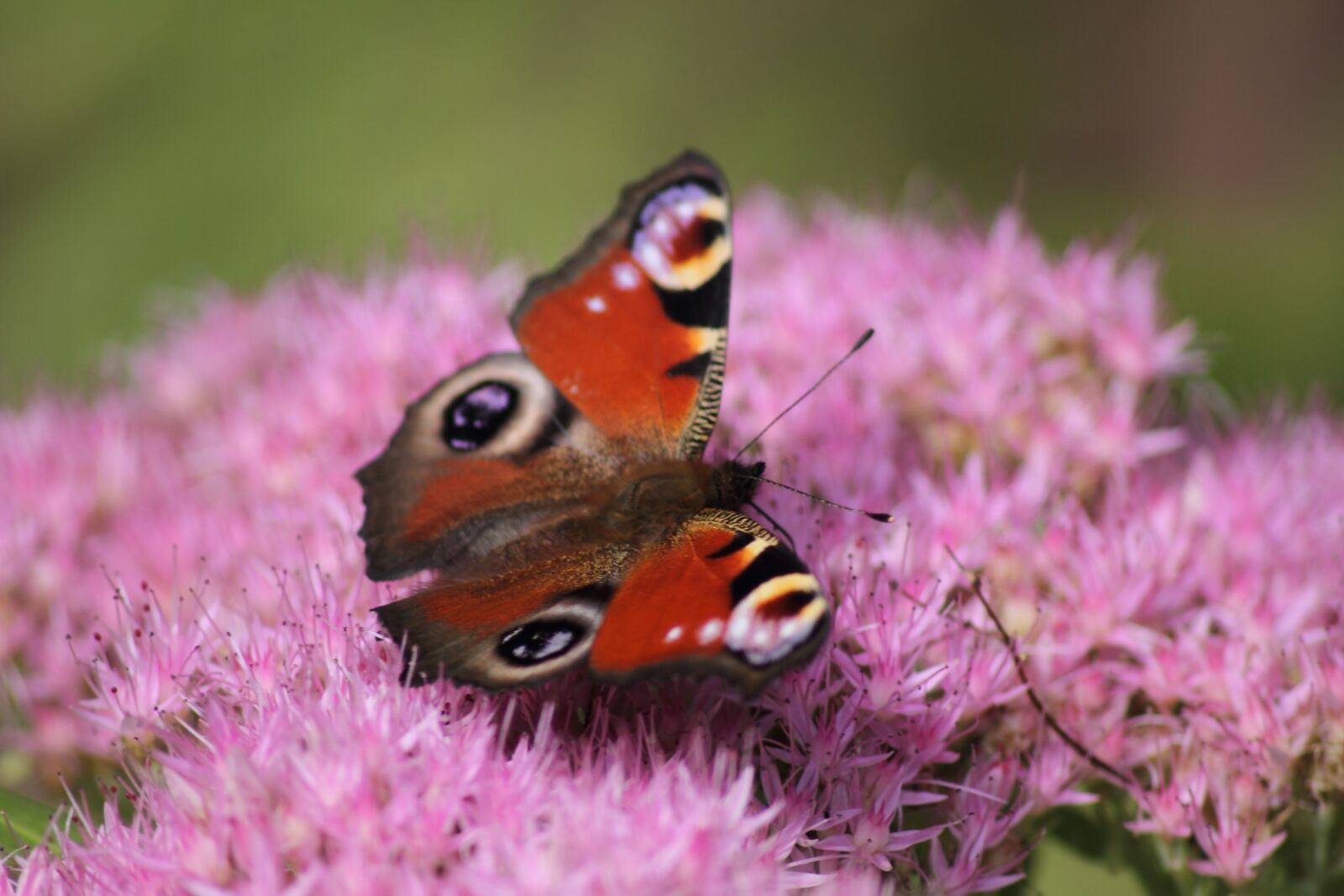 Canon EOS 7D sample photo. Butterfly, insect, wing photography