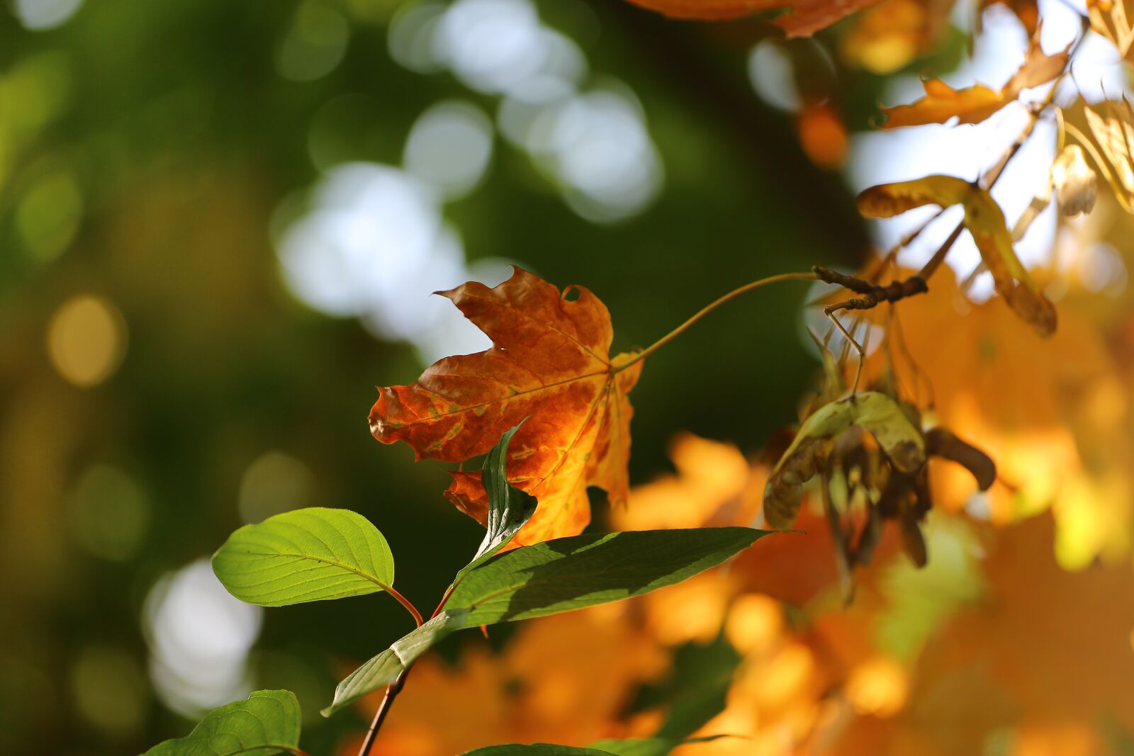 Canon EOS 6D + Canon EF 70-200mm F4L USM sample photo. Autumn, beauty, paint photography