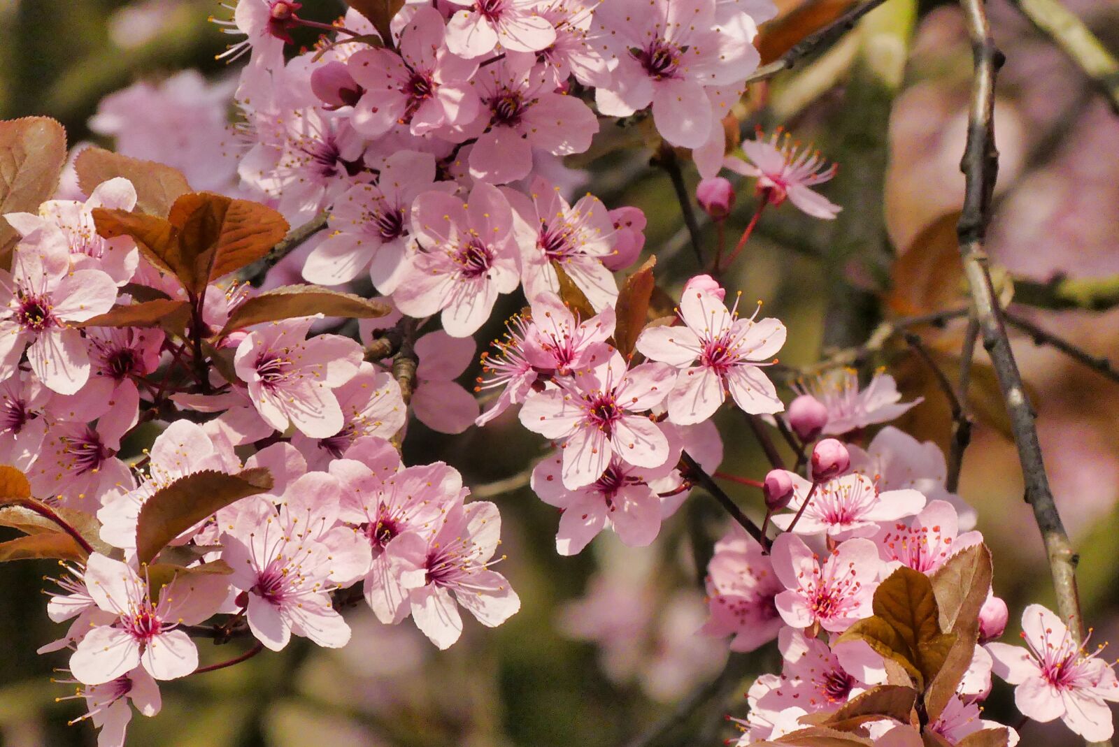 Panasonic Lumix DMC-FZ300 sample photo. Spring, flowers, blooms photography