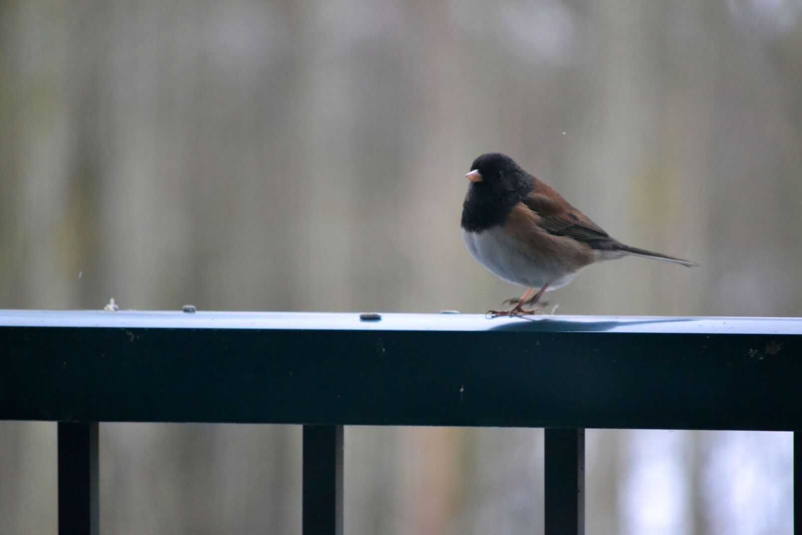 Nikon D3100 sample photo. Bird, feather, rail photography