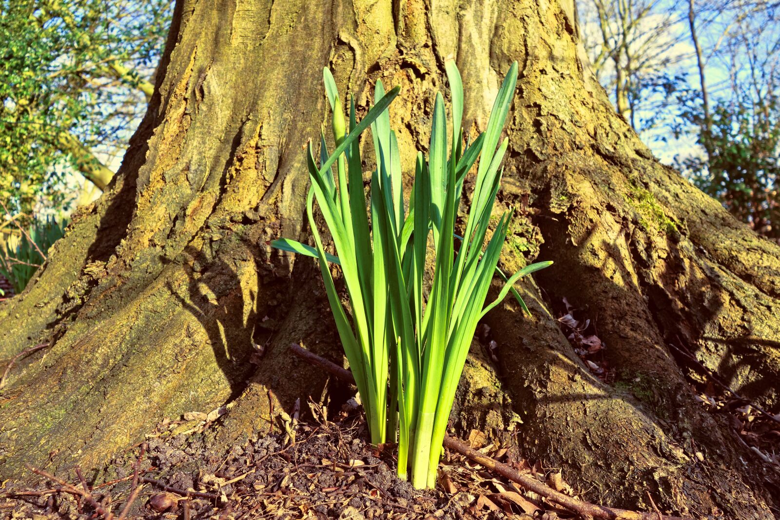 Sony Cyber-shot DSC-RX100 sample photo. Daffodil, flower, plant photography