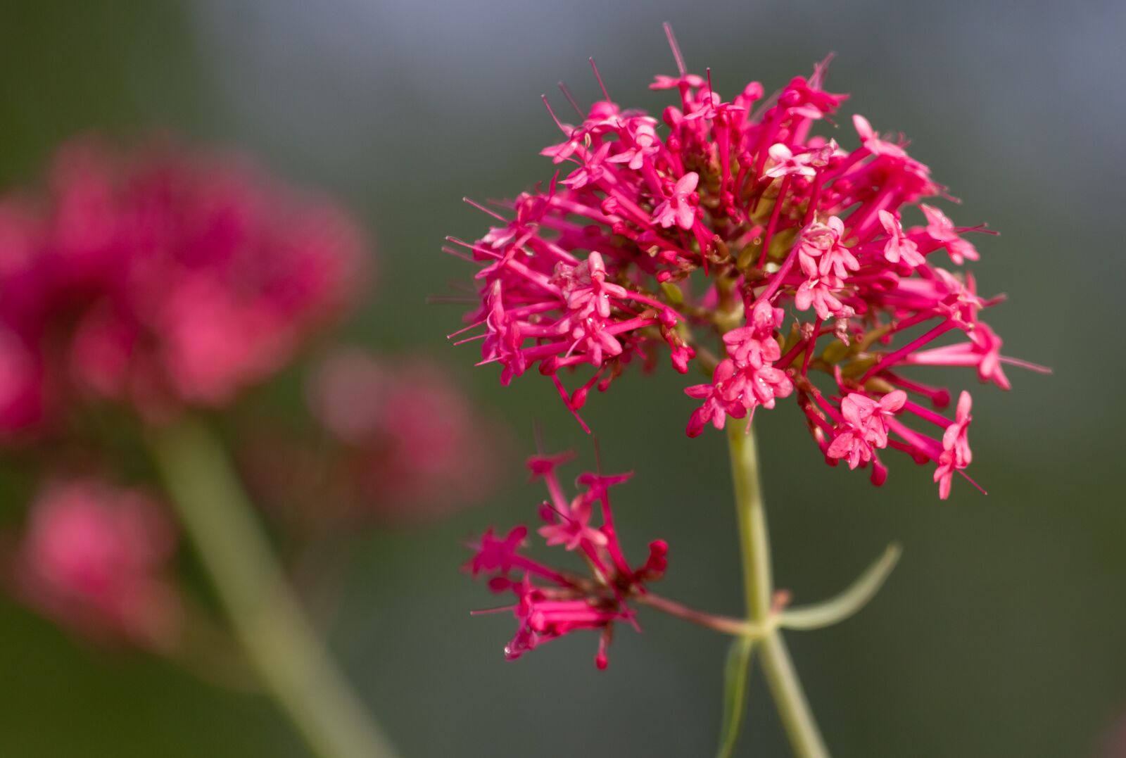 Canon EOS 7D Mark II + Canon EF 70-200mm F4L USM sample photo. Red valerian, centranthus ruber photography