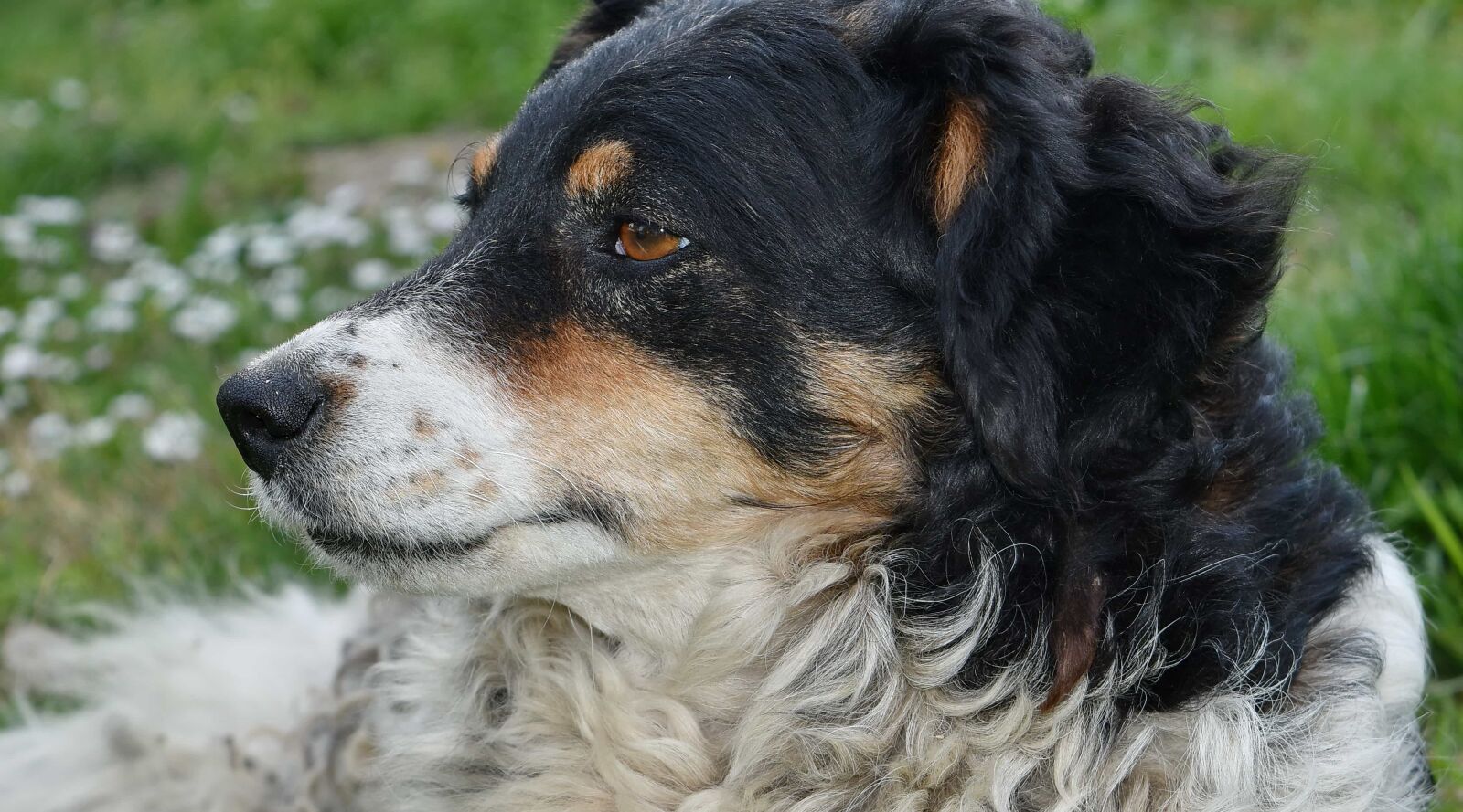 Nikon D5500 sample photo. Dog, hunting dog, cute photography