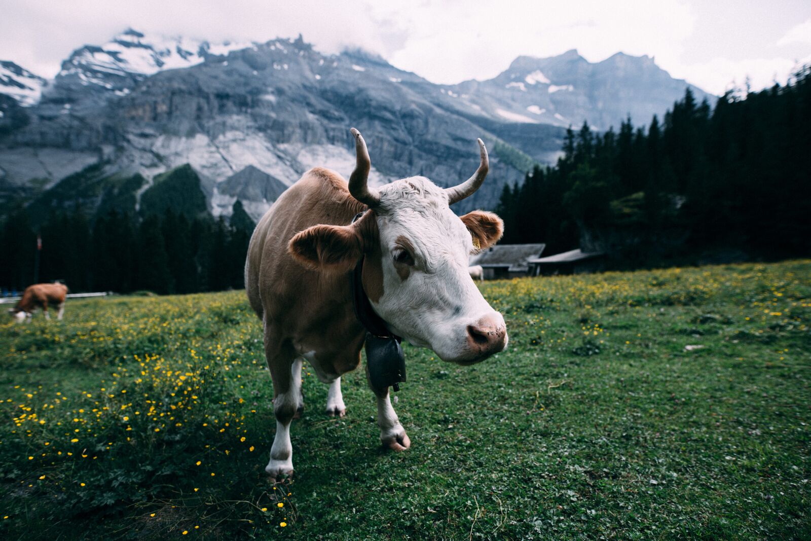Canon 20mm F1.4 DG HSM | Art 015 sample photo. Agriculture, animal, cattle photography