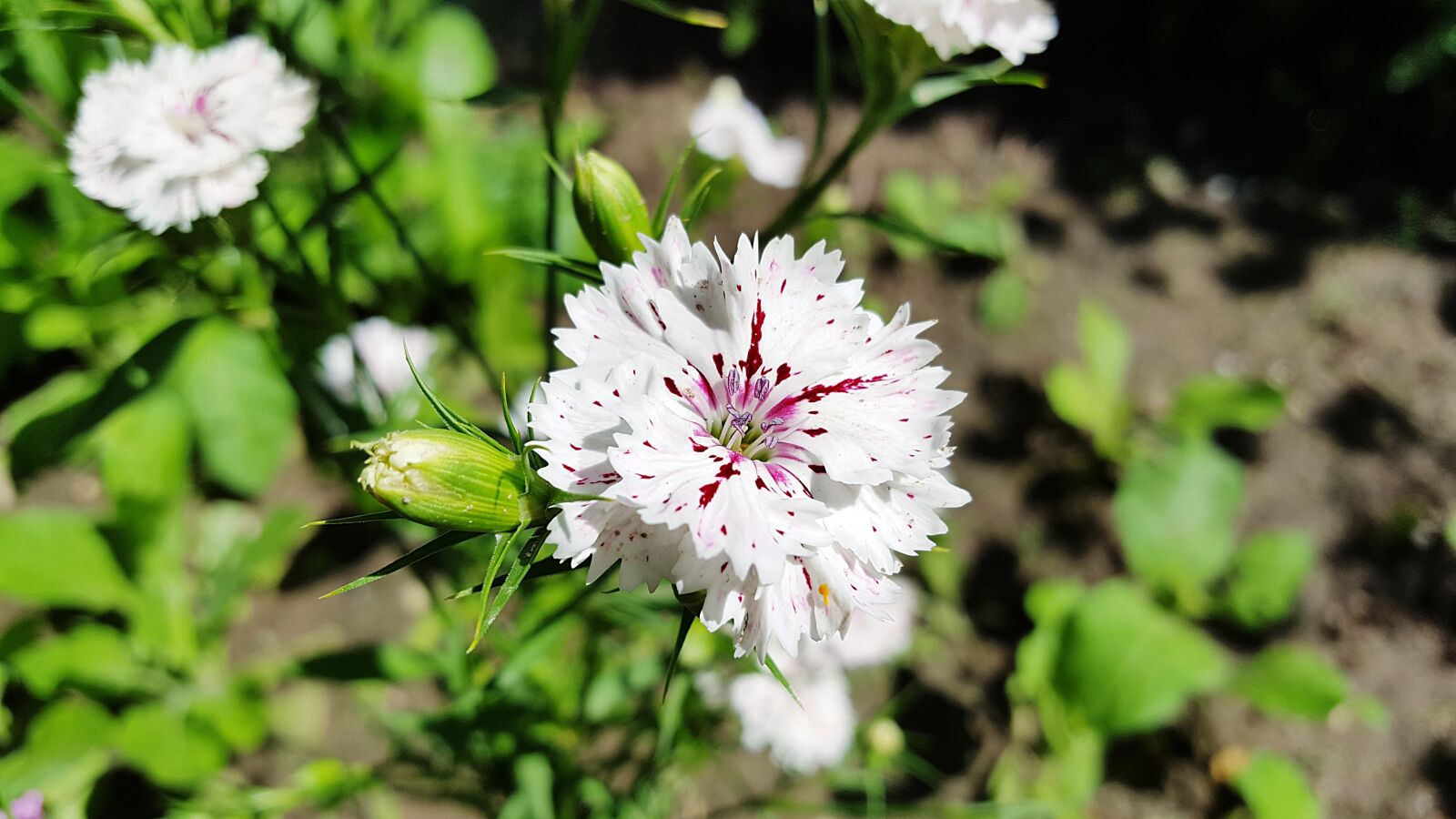 Samsung Galaxy S6 sample photo. Dianthus, carnation, sweet william photography
