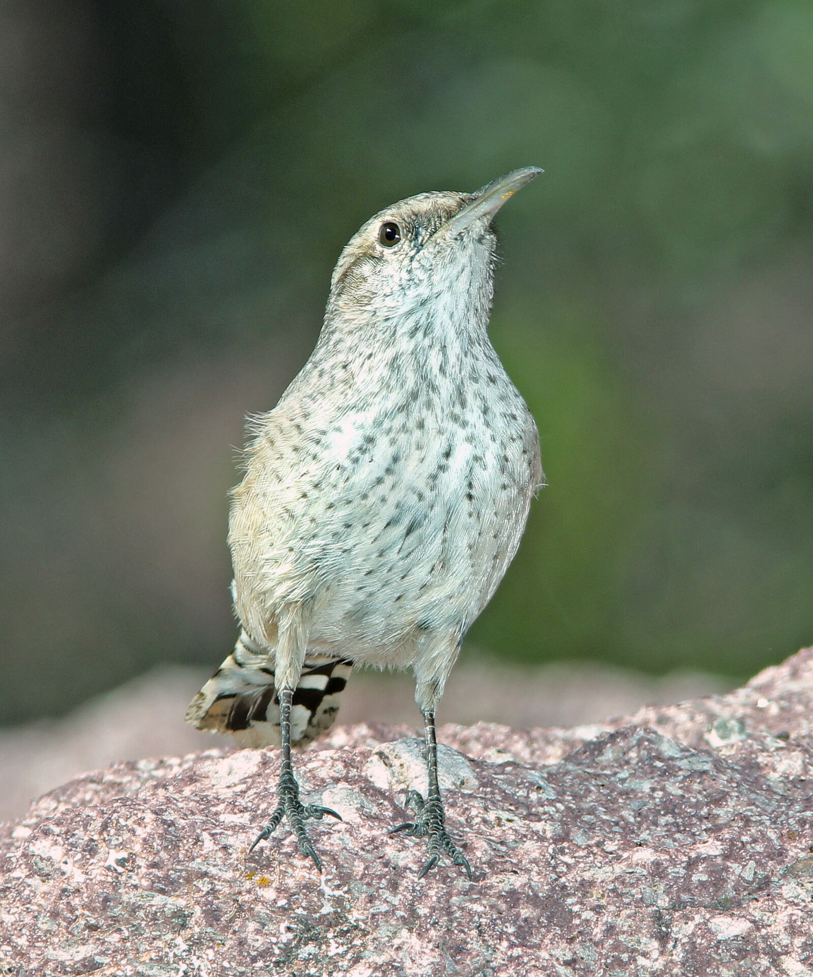 Canon EF 300mm F4L IS USM sample photo