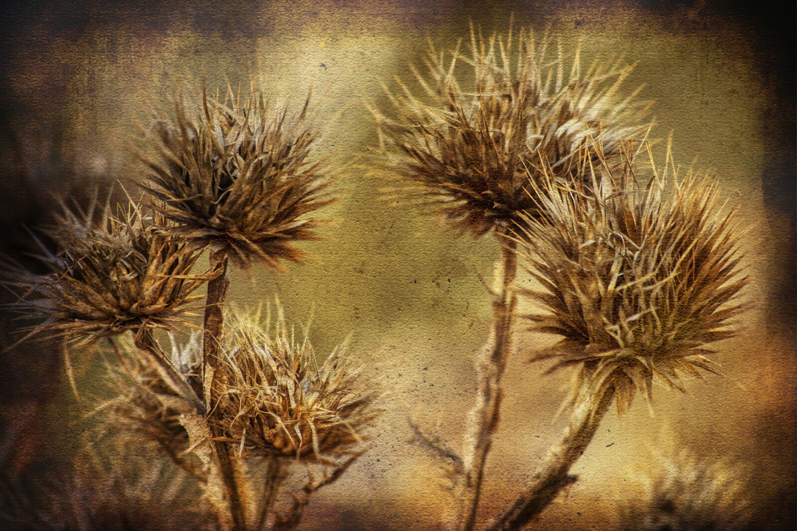 Nikon D3300 sample photo. Plant, skewer, thorny photography