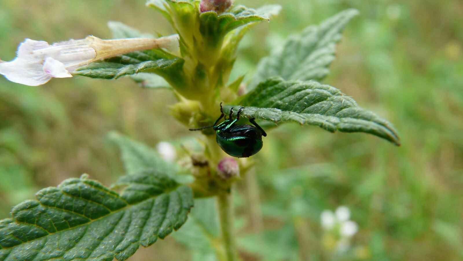 Panasonic DMC-FZ18 sample photo. Flower, macro, insect photography