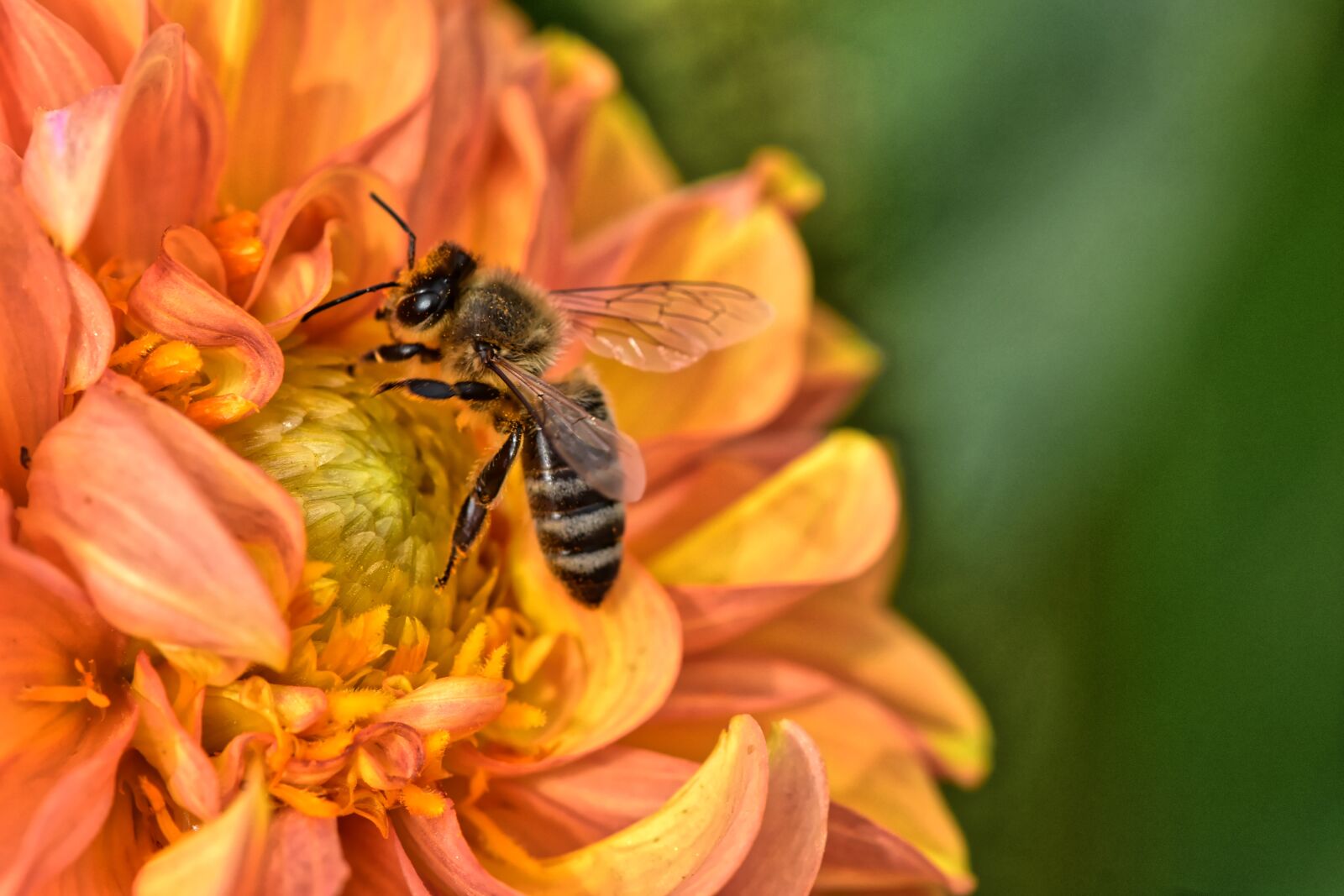 Nikon D7200 sample photo. Dahlia, bee, summer photography