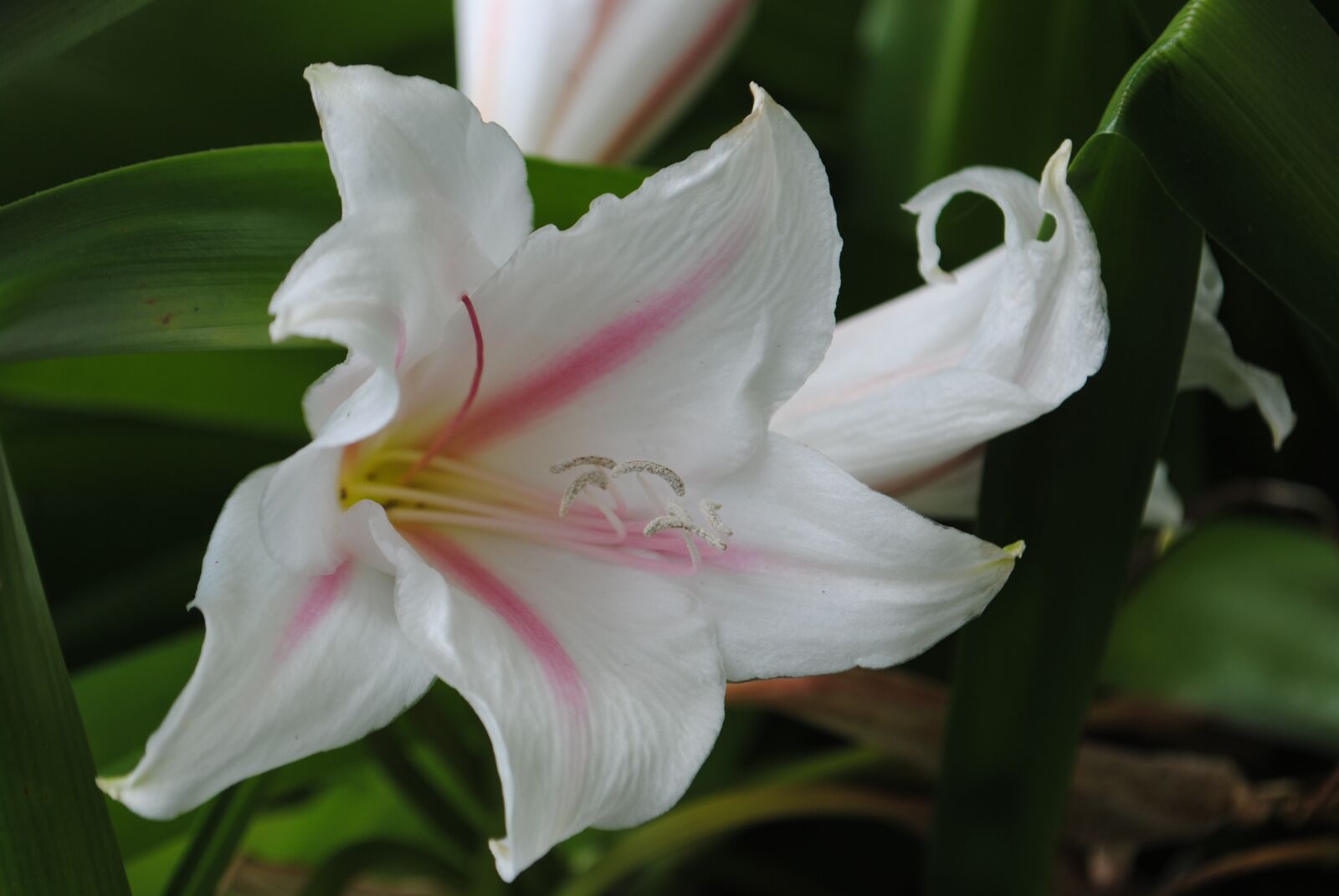 Nikon D3000 sample photo. Flower, pure, lily photography