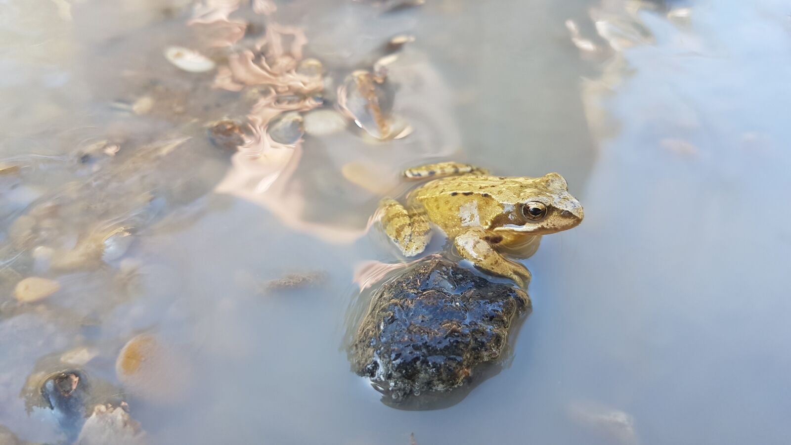 Samsung Galaxy S7 Edge sample photo. Nature, waters, animal photography