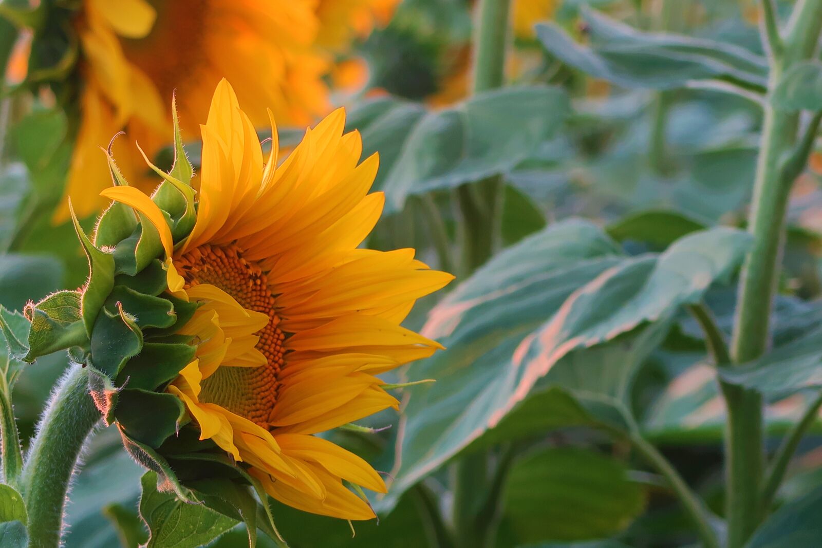 Canon PowerShot G7 X sample photo. Sunflower, plant, nature photography