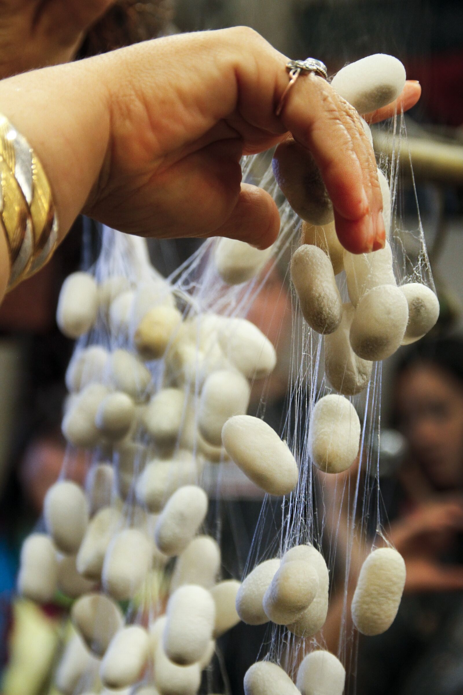 Canon EOS 7D sample photo. Silkworm, cocoon, silk photography