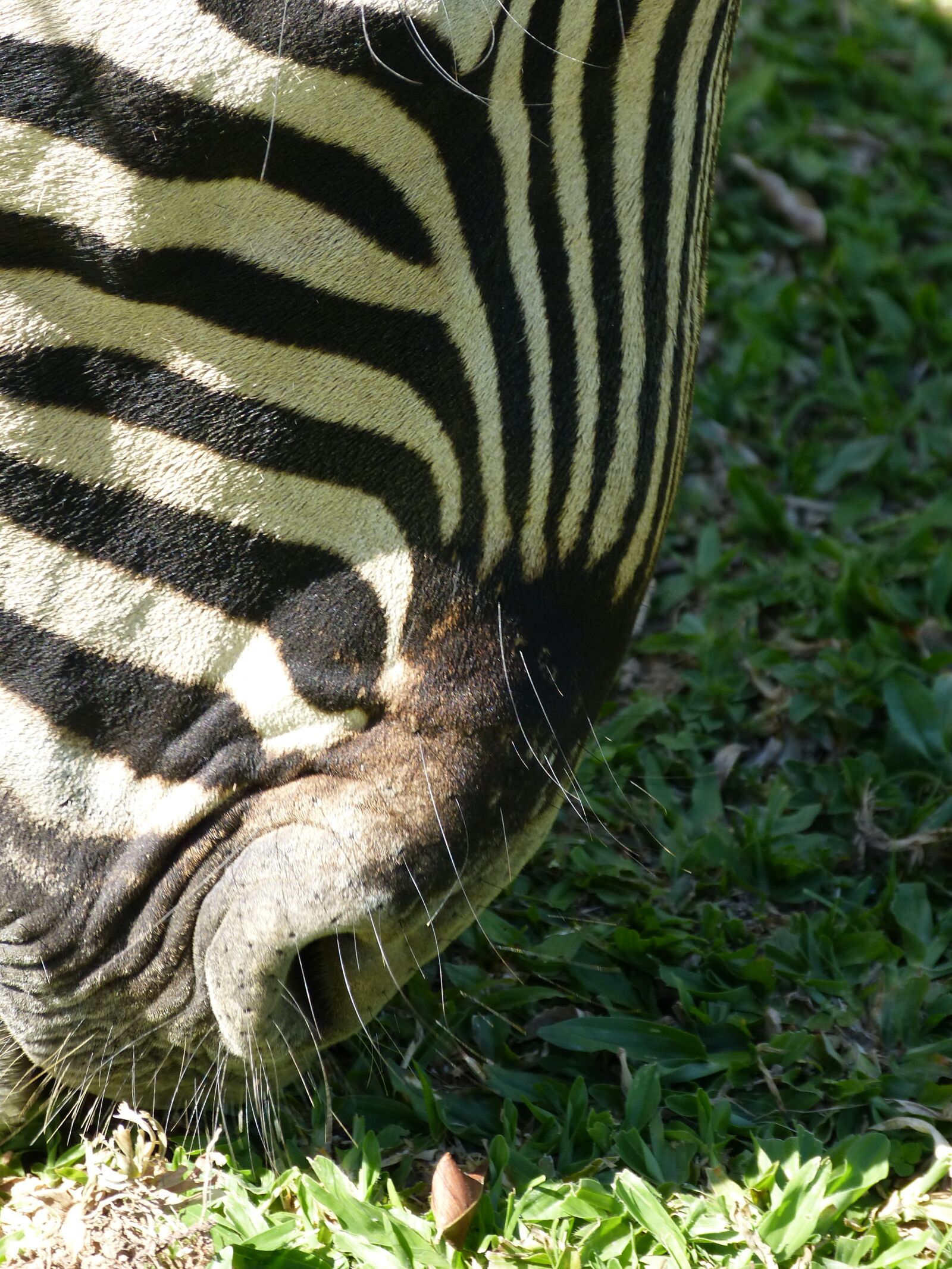 Panasonic Lumix DMC-FZ150 sample photo. Zebra, animal print, black photography