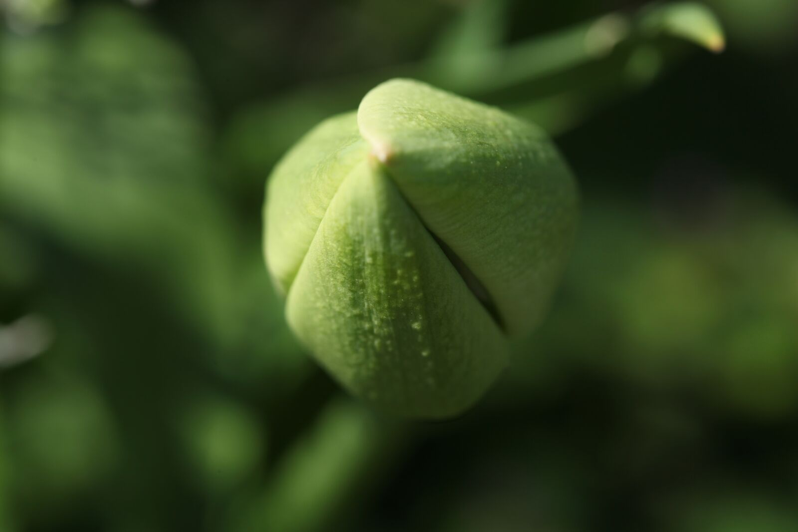 Canon EOS 5D Mark II sample photo. Tulip, green, bud photography