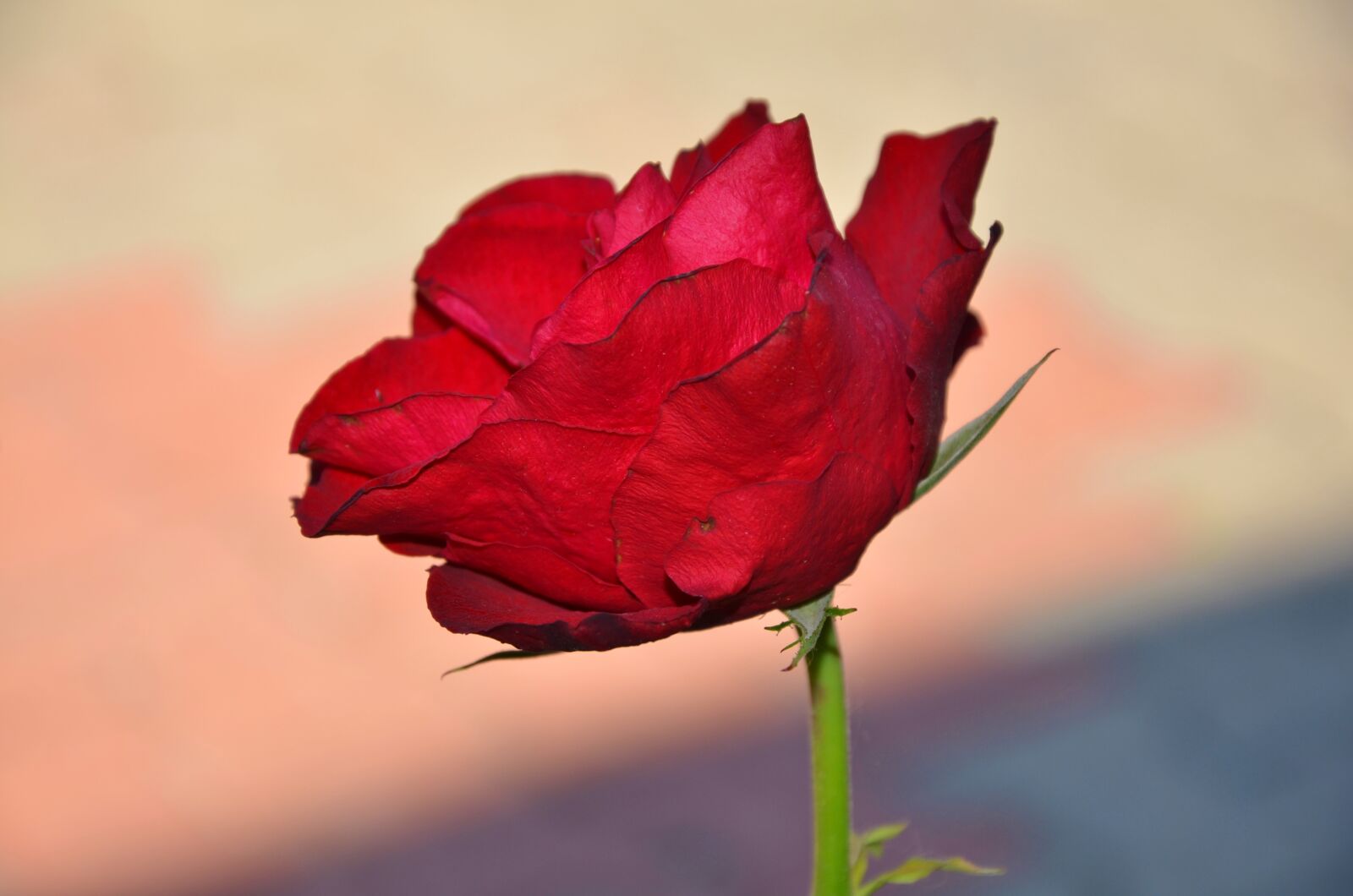 Nikon D7000 sample photo. Rose, red, flower photography