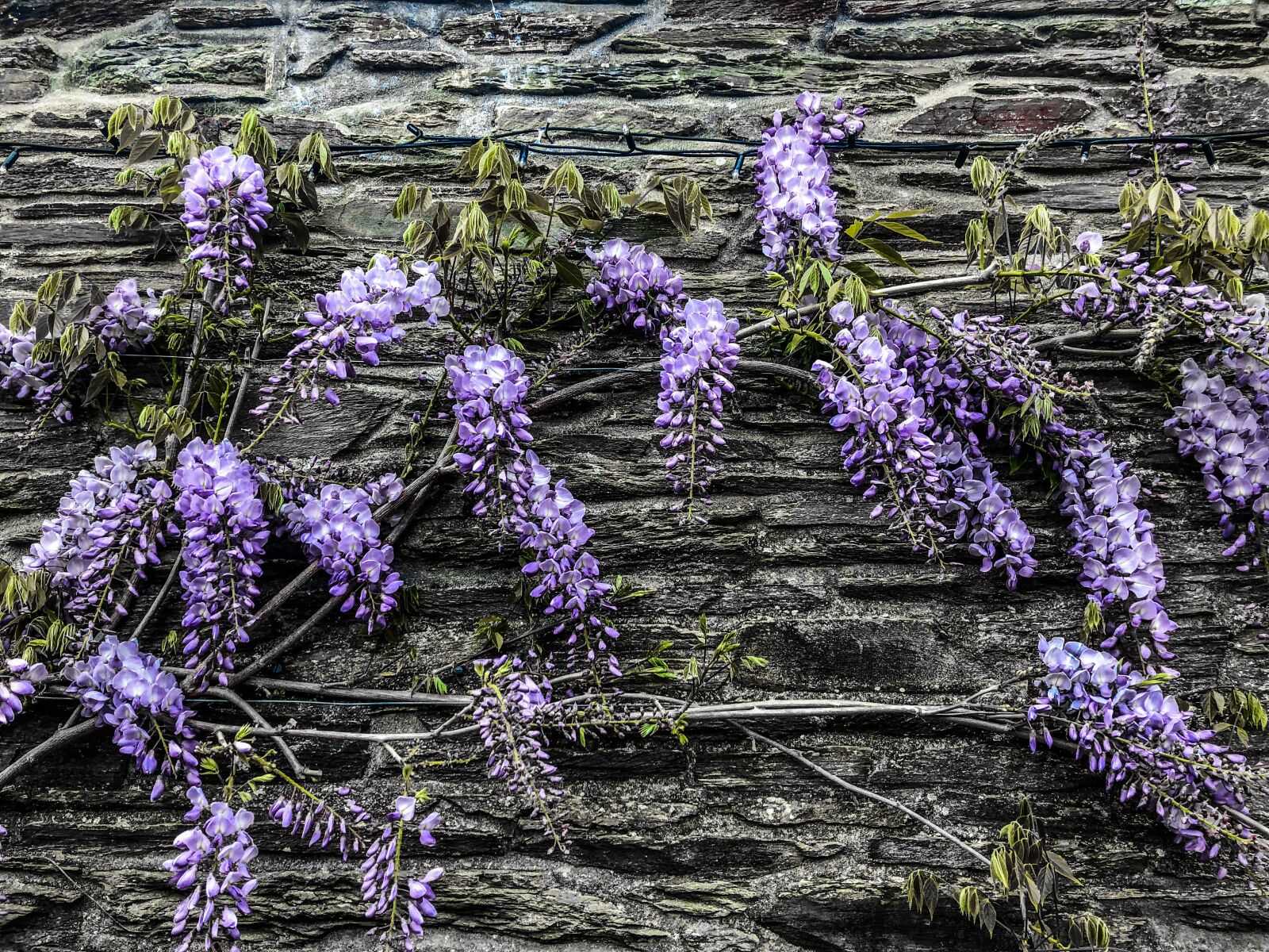 iPhone 8 Plus back dual camera 3.99mm f/1.8 sample photo. Wisteria, flower, garden photography
