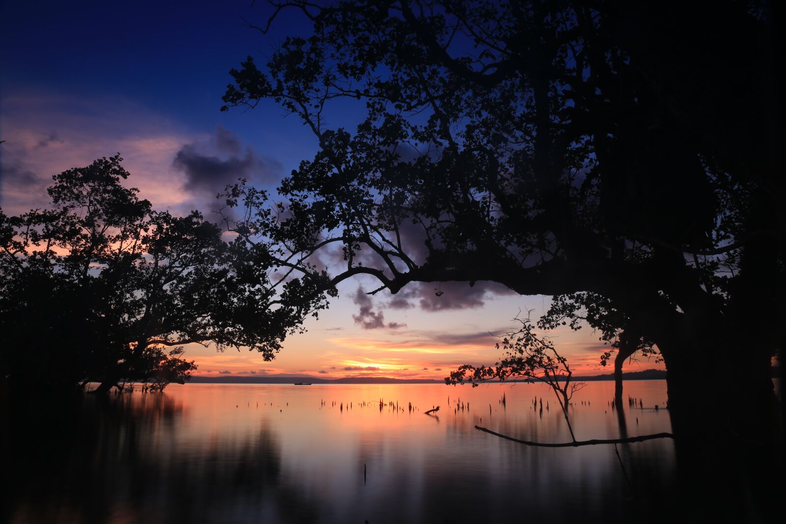 Canon EF 24-70mm F4L IS USM sample photo. Tree, sunset, nature photography